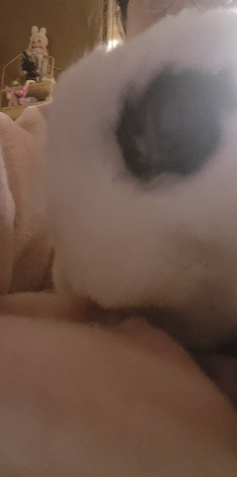 Very blurry photo of white bunny with black "eyeliner" markings