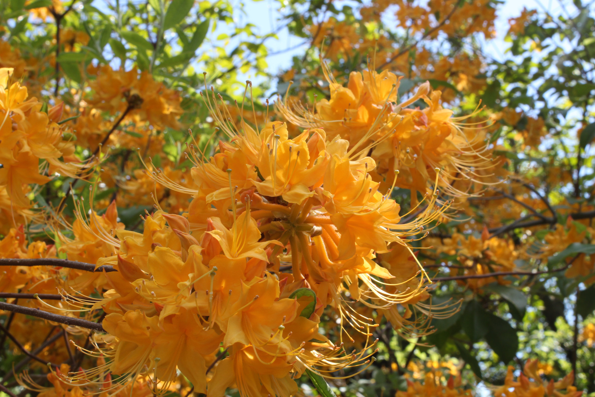 Orange Rhododendron flowers.