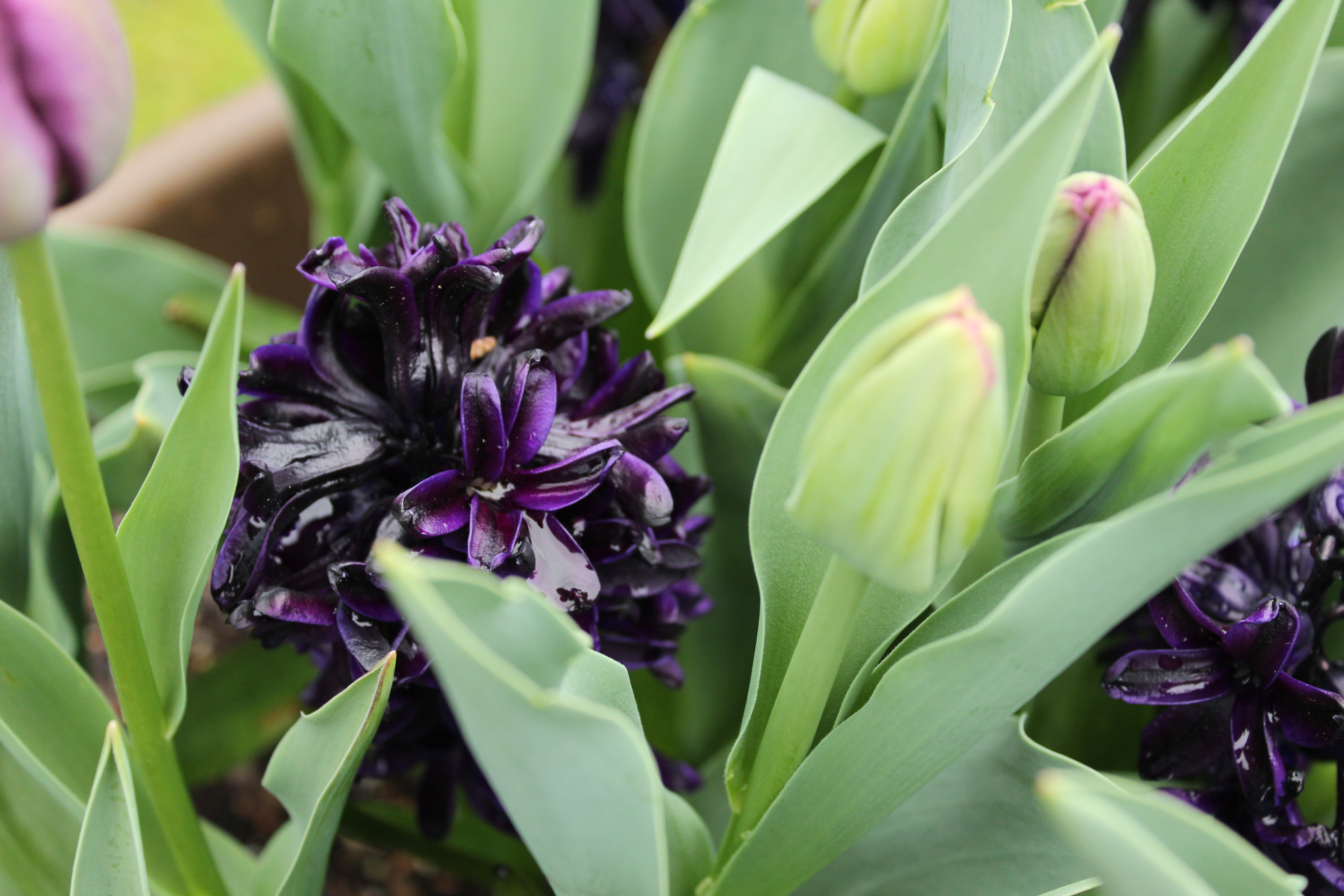 A pair of dark purple/black hyacinth flowers, interspersed between green tulip plants that are about to bloom. There is a hint of purple near the tips of the future tulip flowers.