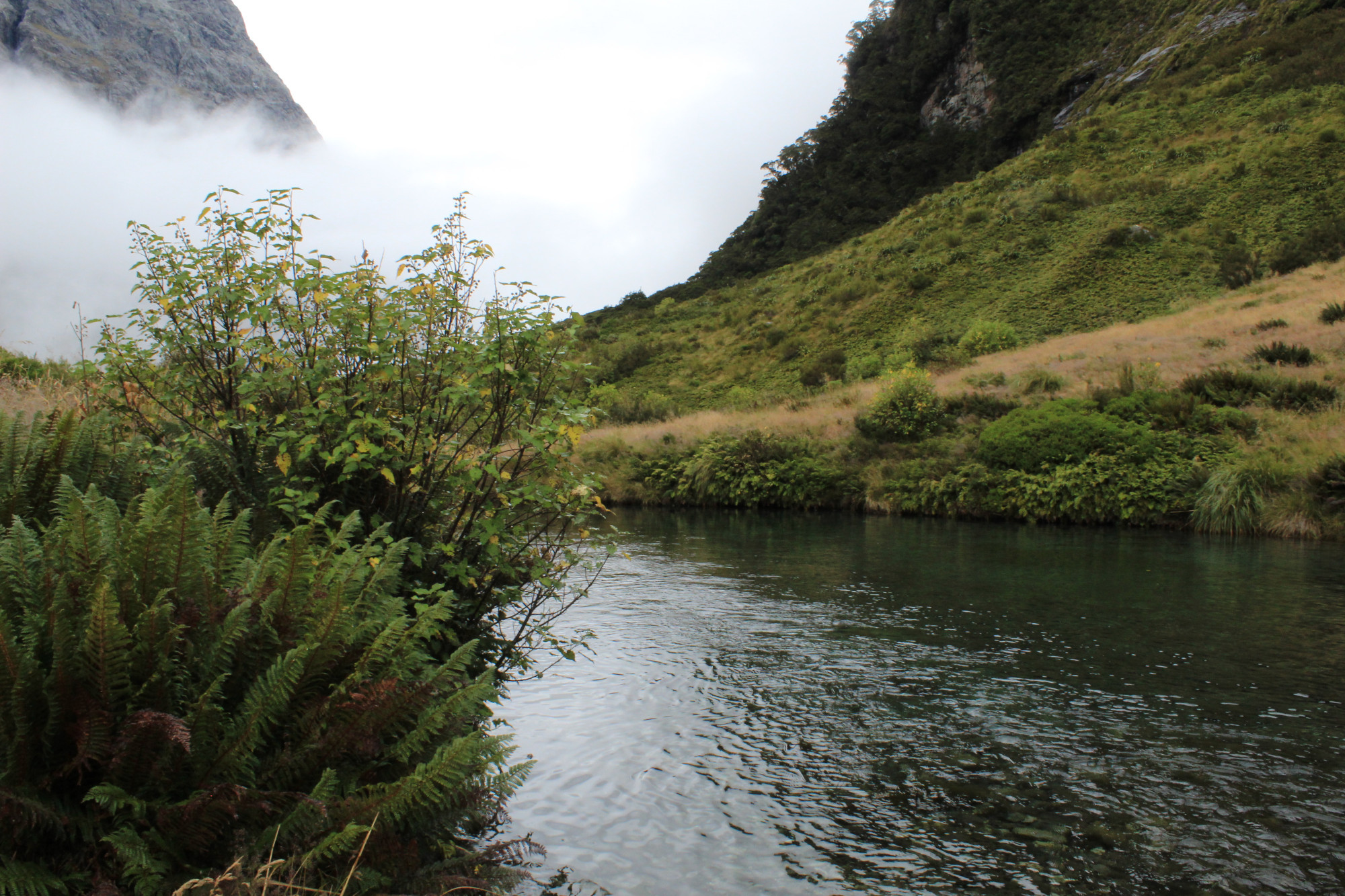 A small alpine pond on a cloudy day in Fiordlands National Park, New Zealand. To the bottom left is a fern, and in the top left is a low-sitting cloud. A steep, green slope with a few small shrubs extends up to the top right. There is a gray reflection of the overcast sky in the pond.