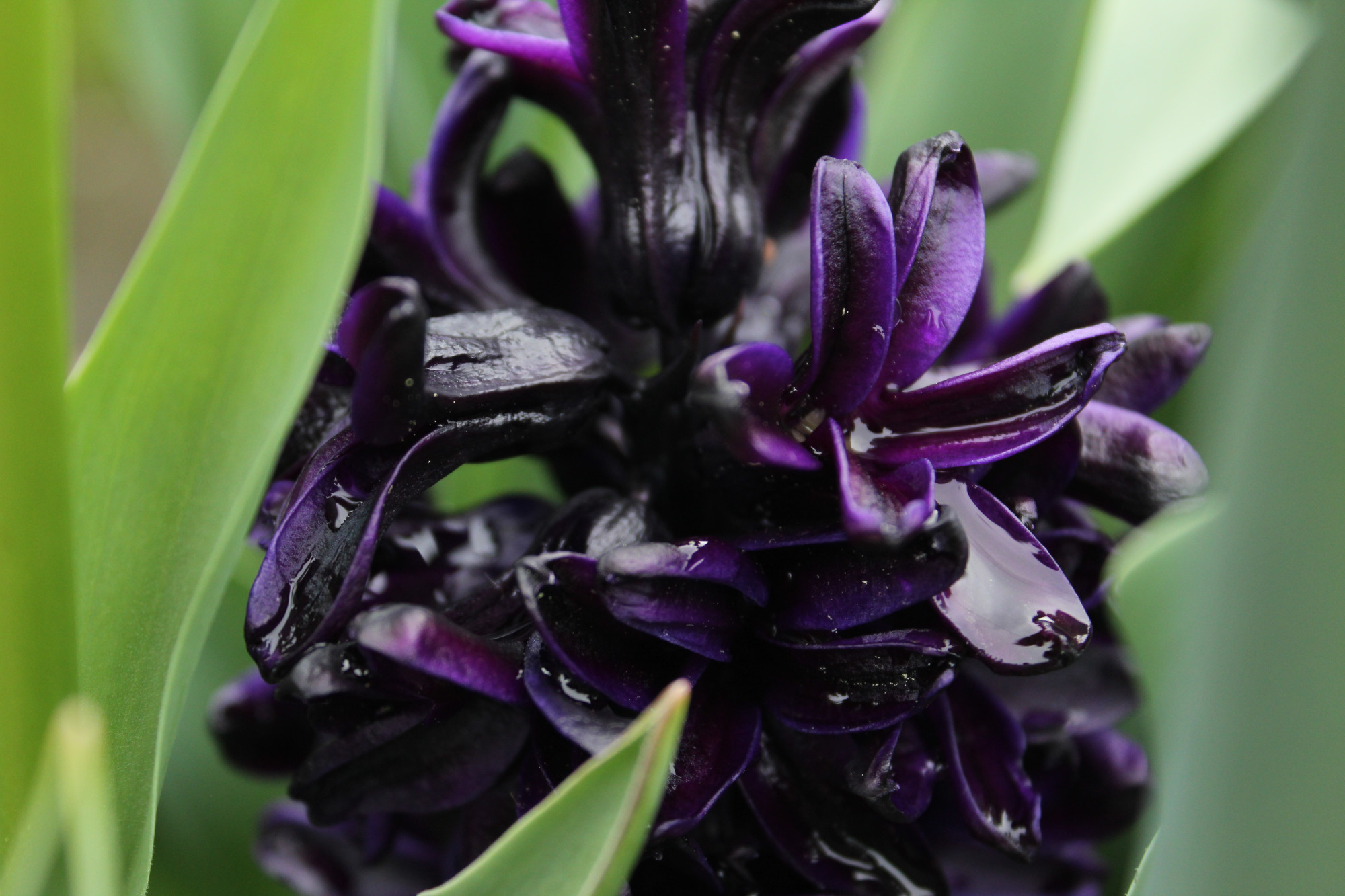 A dark purple hyacinth flower. This cultivar is known as "dark dimension", and the centers of the petals appear to be almost completely black. water droplets are visible on a few of the petals. Green tulip leaves surround the hyacinth in the edges of the image.