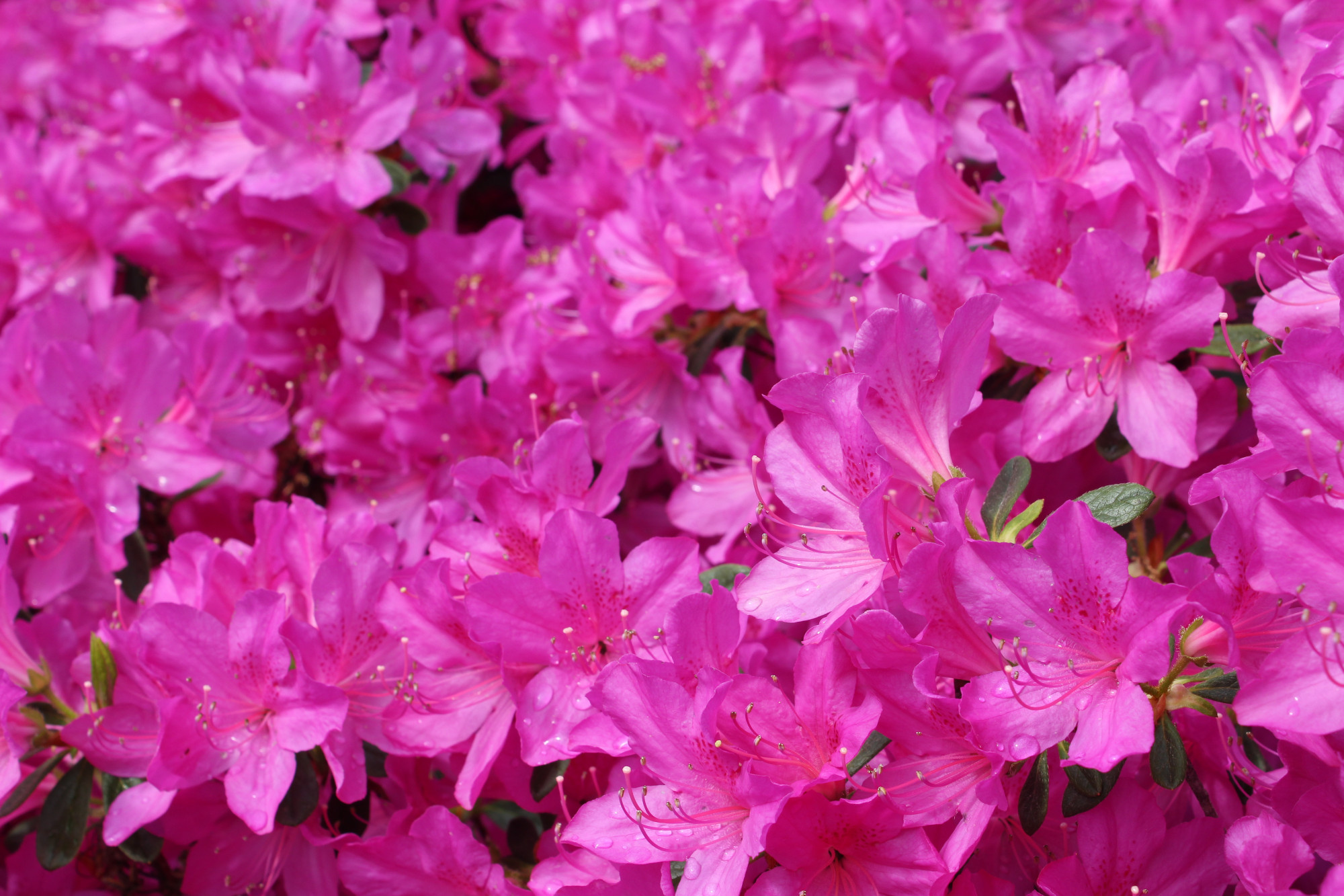 Pink Azalea flowers.