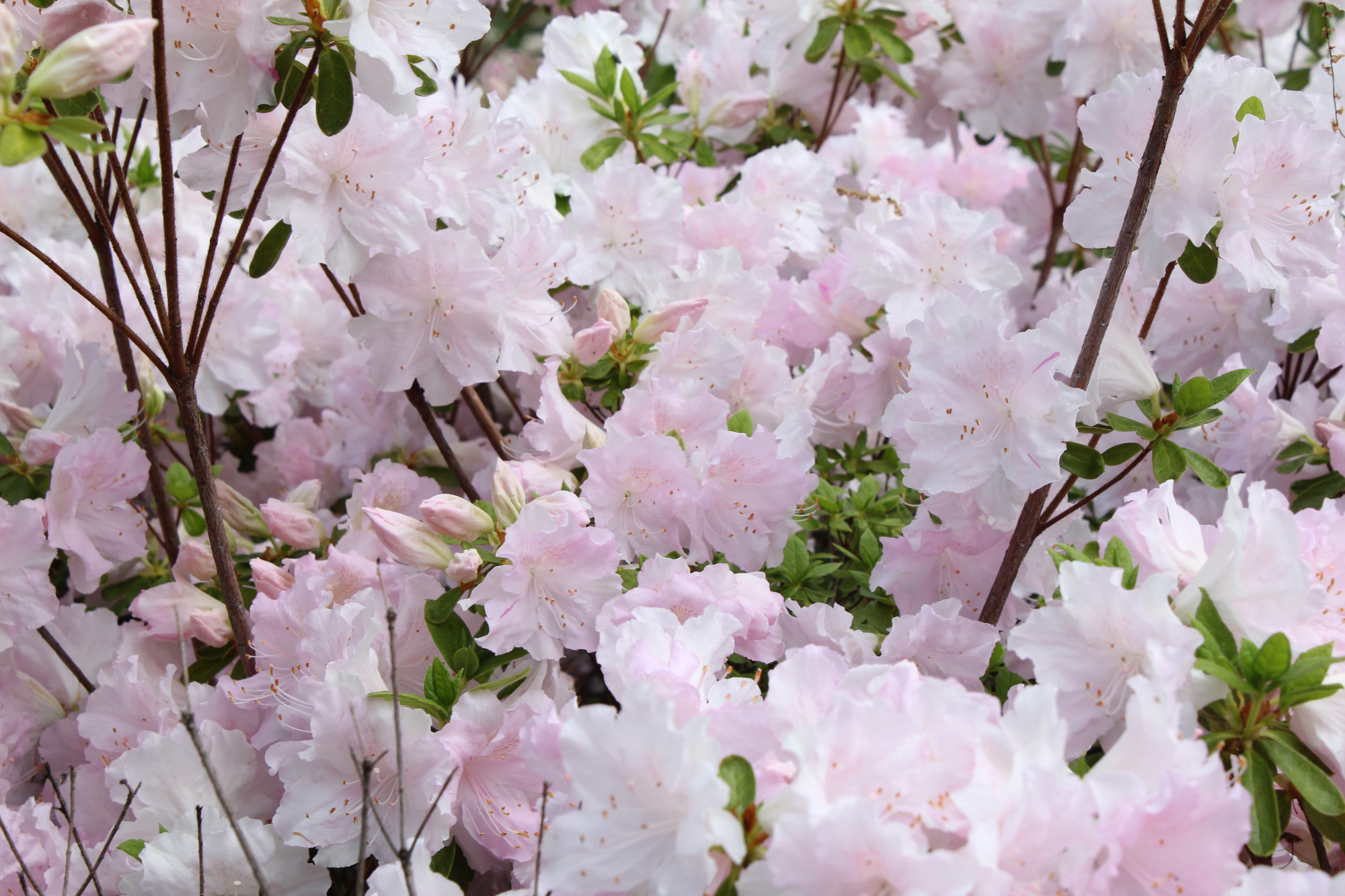 Pinkish-white Azalea flowers.