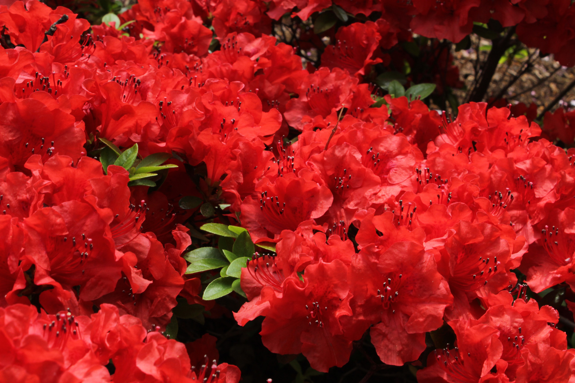 Red Azalea flowers.