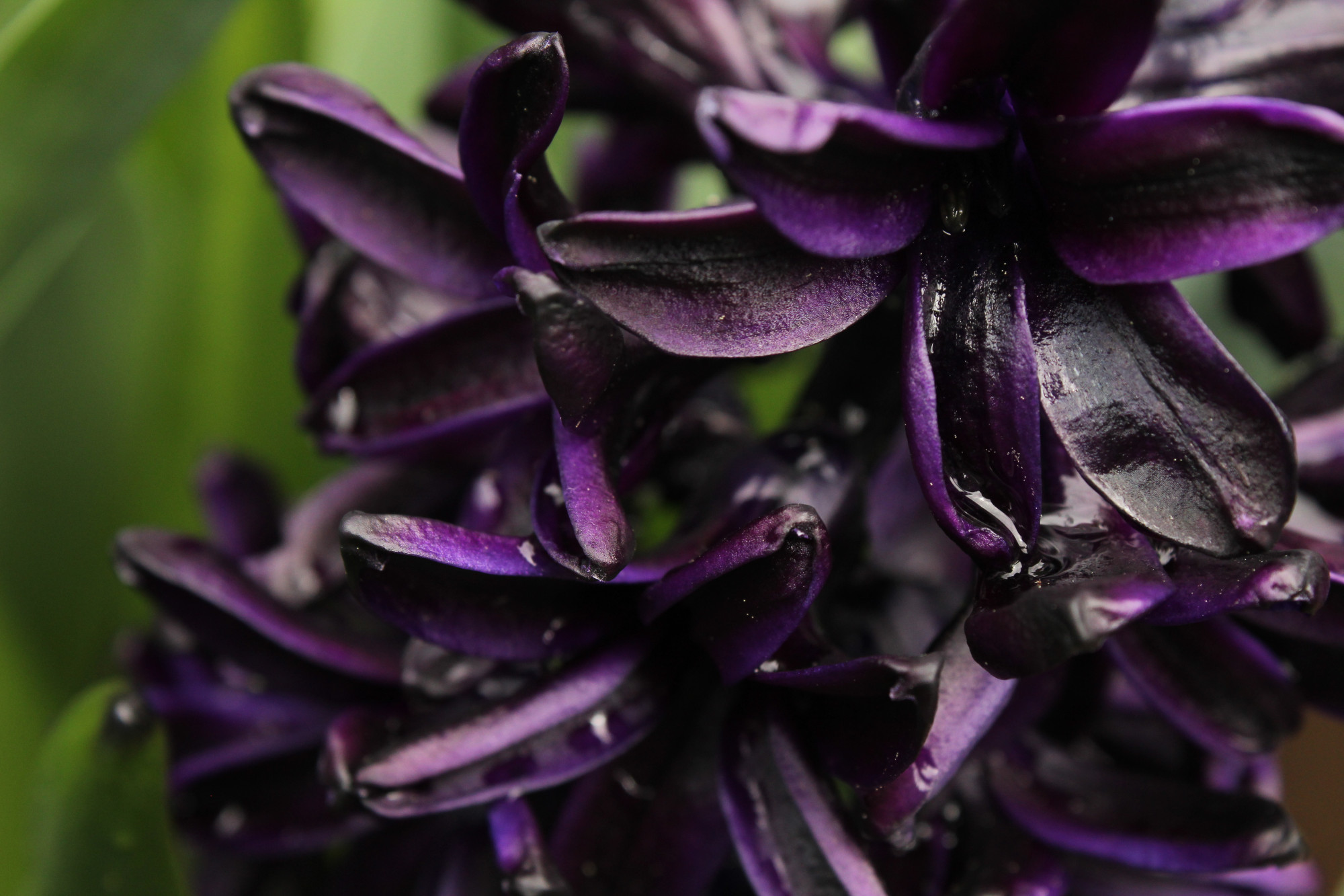 Dark purple/black petals of a hyacinth flower, with drops of water on a few of the petals.