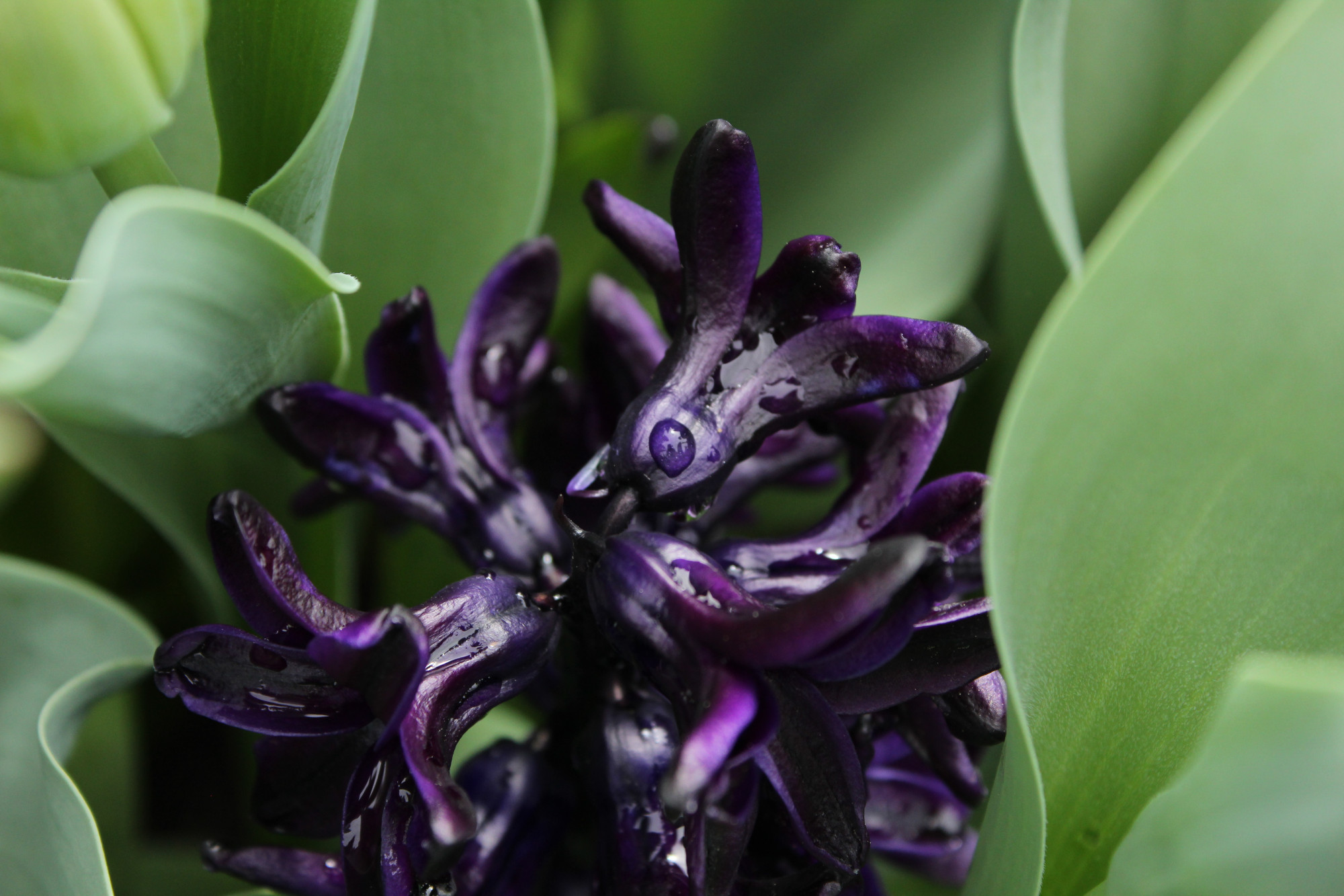 A dark purple/black hyacinth flower surrounded by green tulip leaves. In the center of the image is a drop of water on the hyacinth in which a reflection of the photographer can be seen.