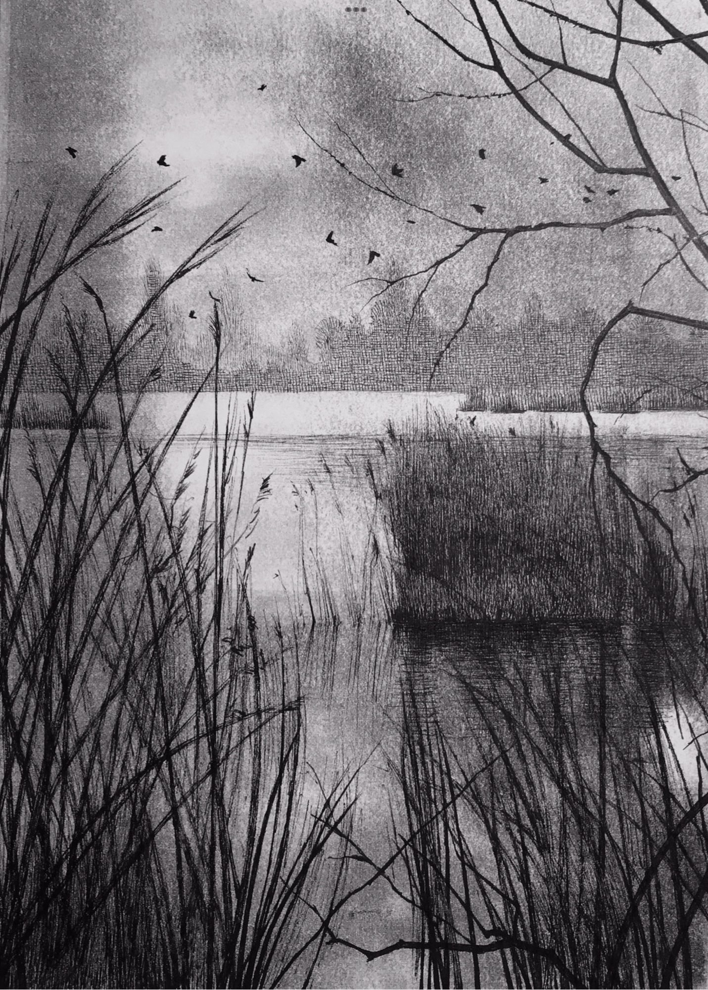 A black pen and printmaking ink illustration on white paper of a marshland/estuary in winter. Reeds grow out from the water, misty trees in the distance. Birds flying home to roost as the sun begins to set. 