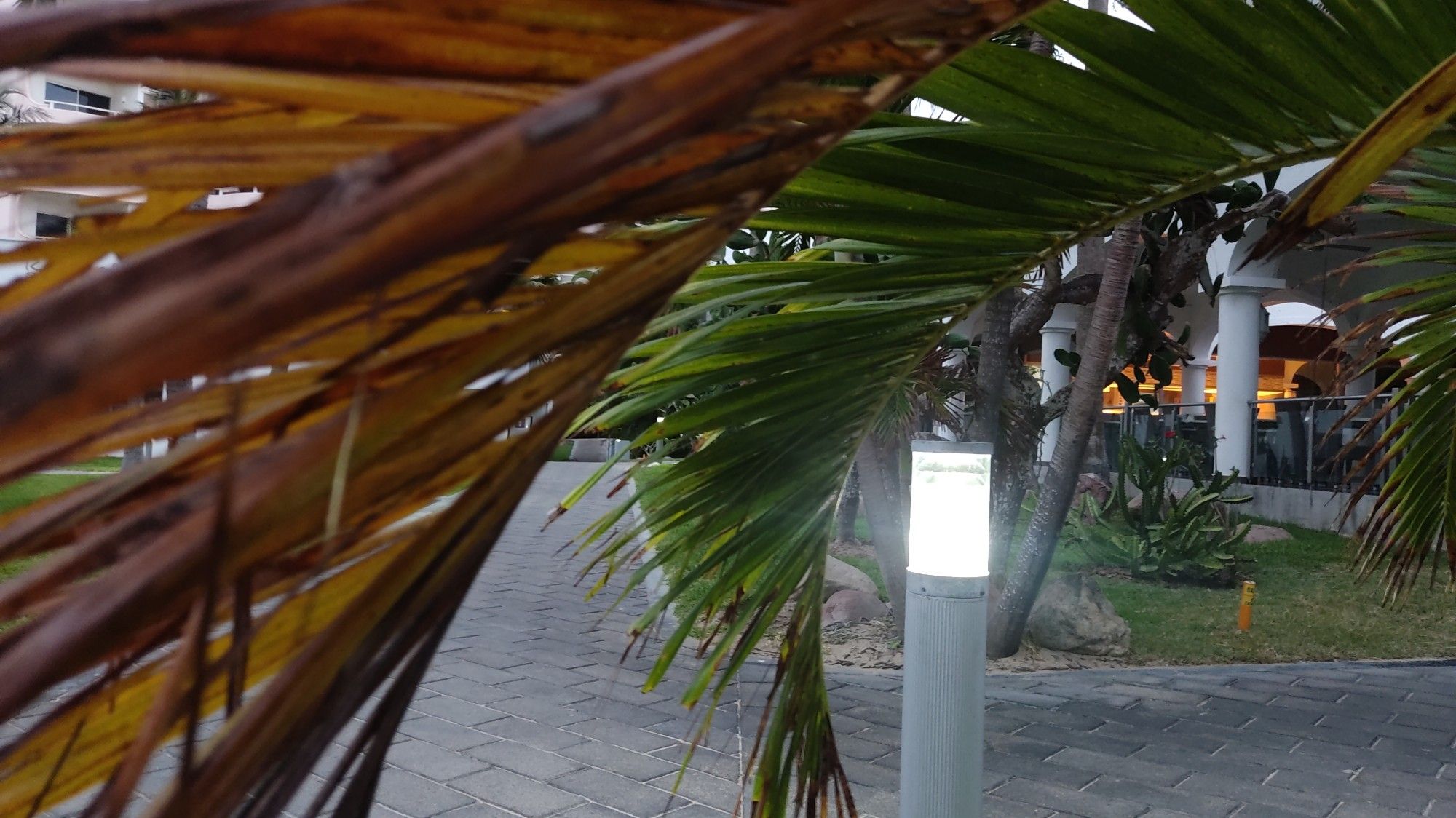 Photo of a walkway light with palmtree on the foreground