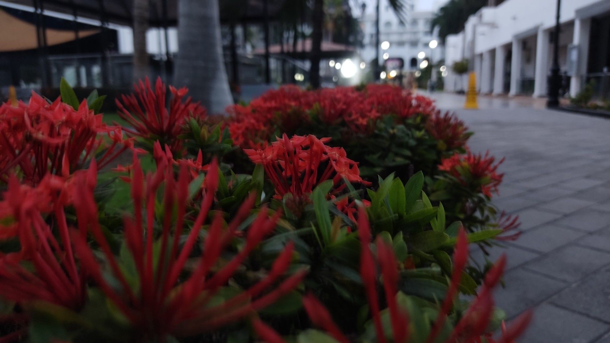 Close Up photo of red flowers in an early morning setting