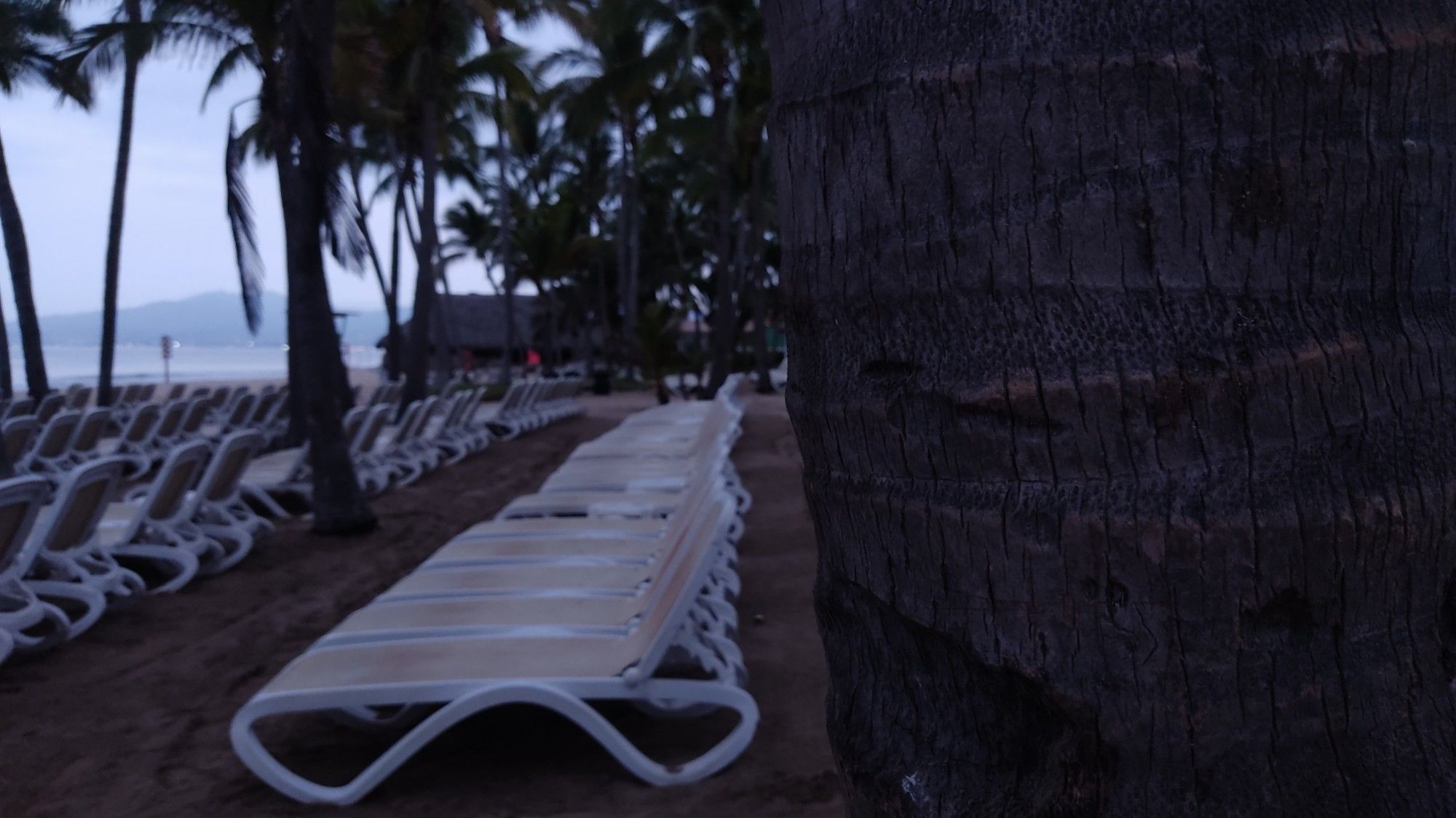 Photo of empty beach chairs lined up, palm tree wood in the foreground