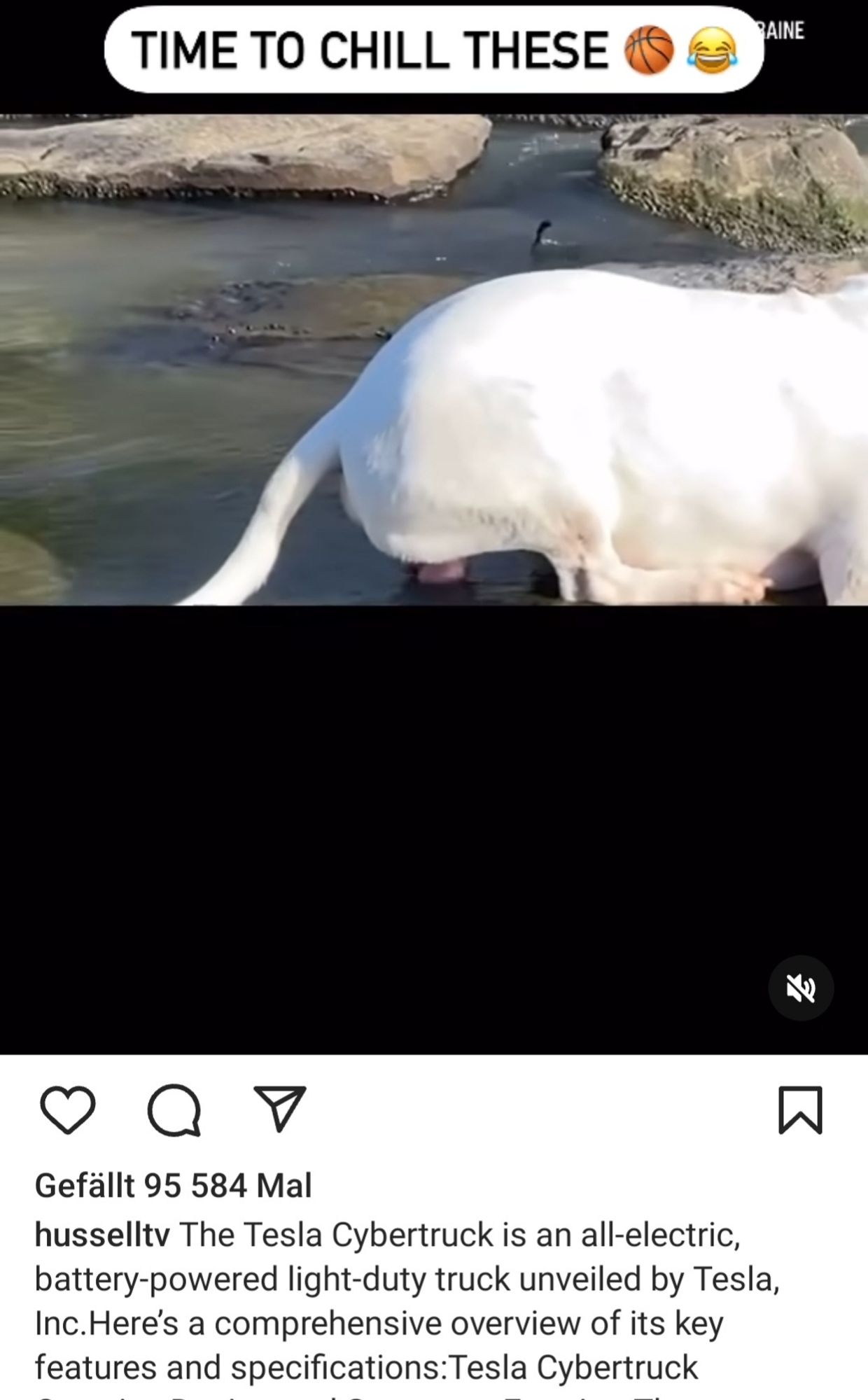 Insta Video von ner nicht Tesla seite von einem Hund der seine Eier in Wasser hält. Dazu steht eine Tesla cybertruck werbebotschaft in der Beschreibung