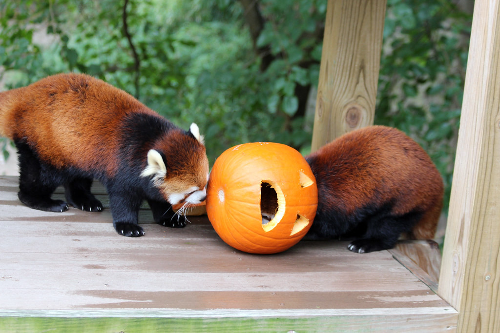 Two red-pandas playing with a carved pumpkin.