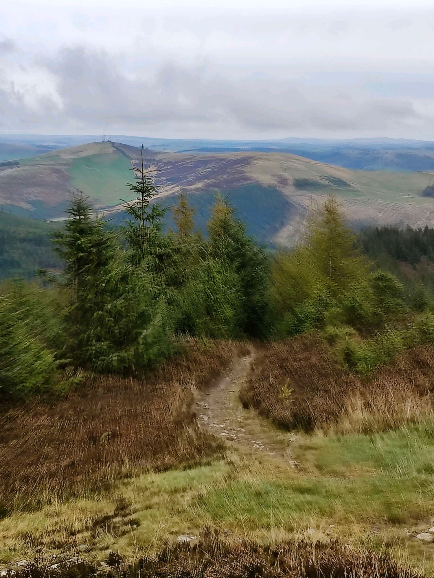 View down trail through woods