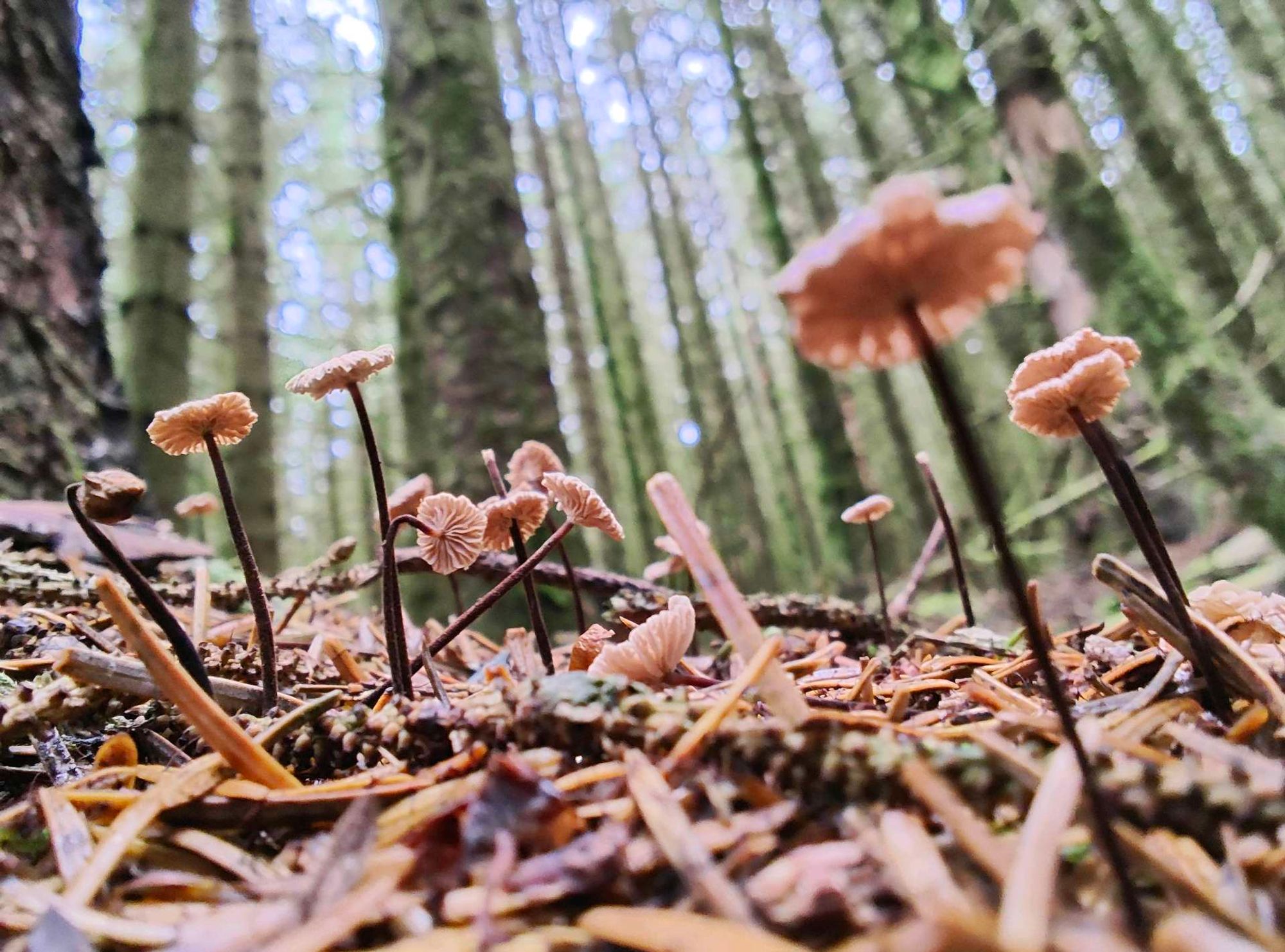 Tiny mushrooms in moss