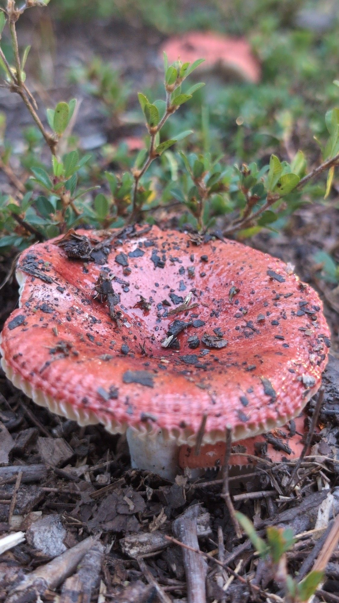 a small russula mushroom with white stem and red flat cap with visible gills underneath, seems to have sprung up overnight and is covered in dew and dirt