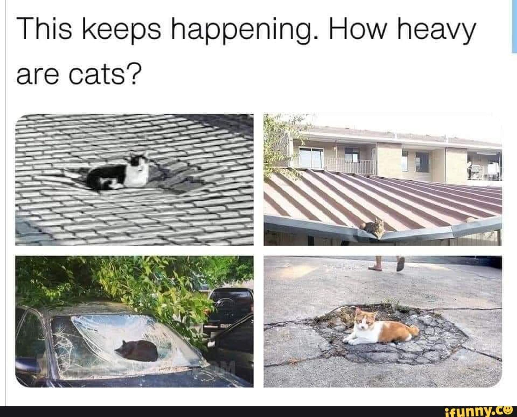 Four images of cats sitting in damaged areas that make them appear to be very heavy.