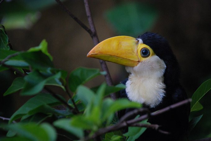 A young toucan who is mostly a big yellow bill on a small fuzzy body sits on a branch.