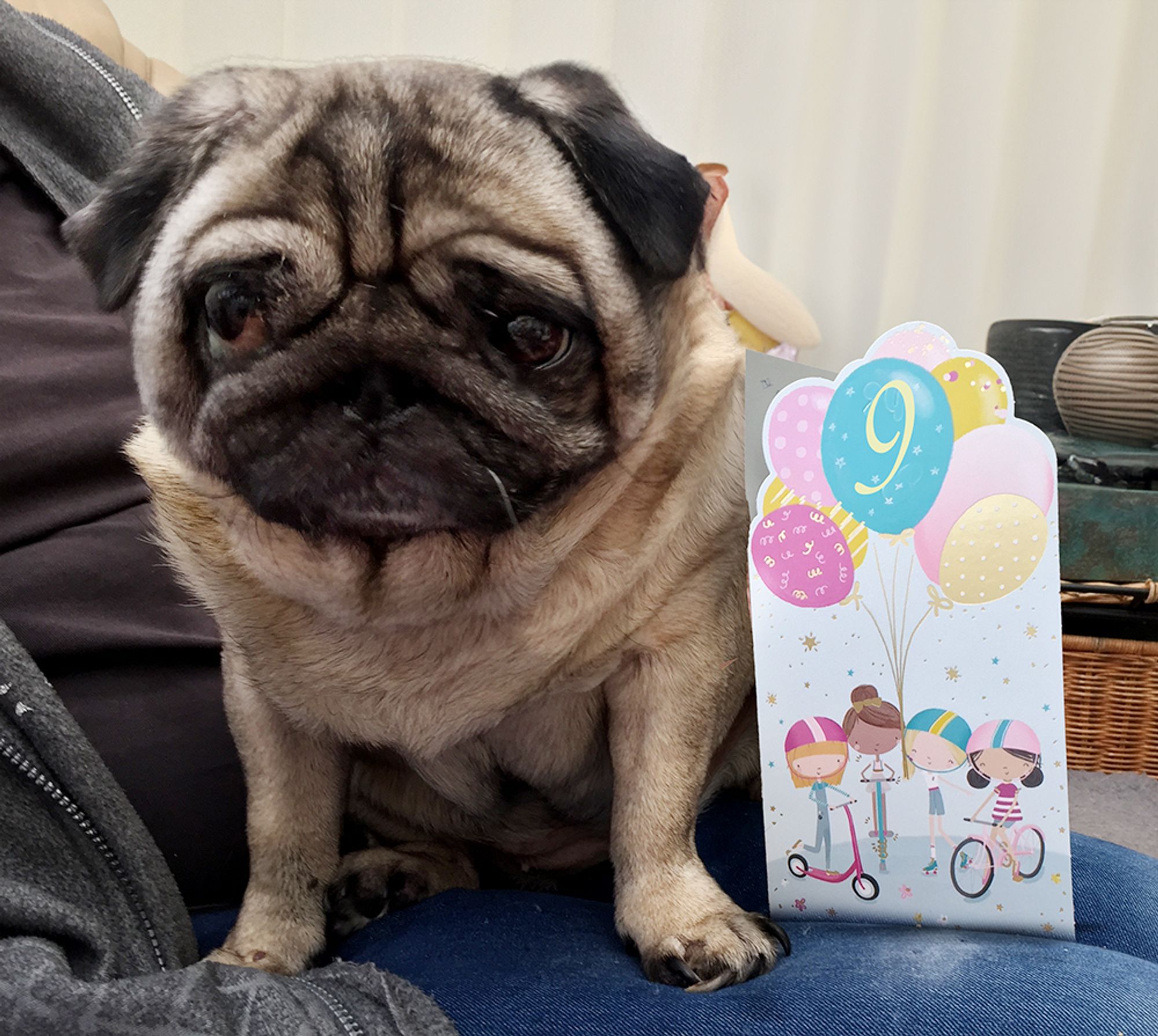 My pug Penny and her 9th birthday card!