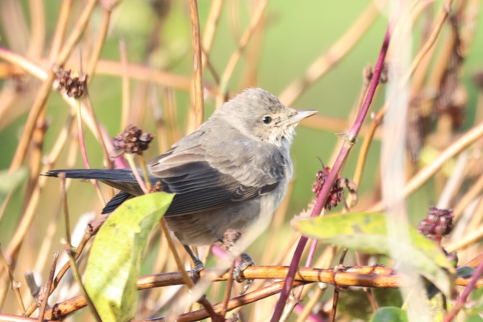 Barred Warbler 