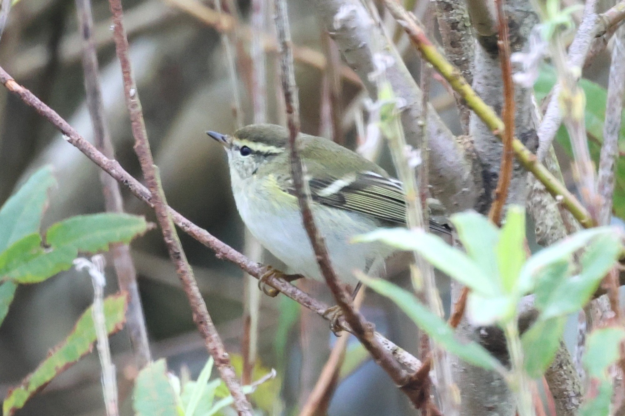 Yellow-browed Warbler