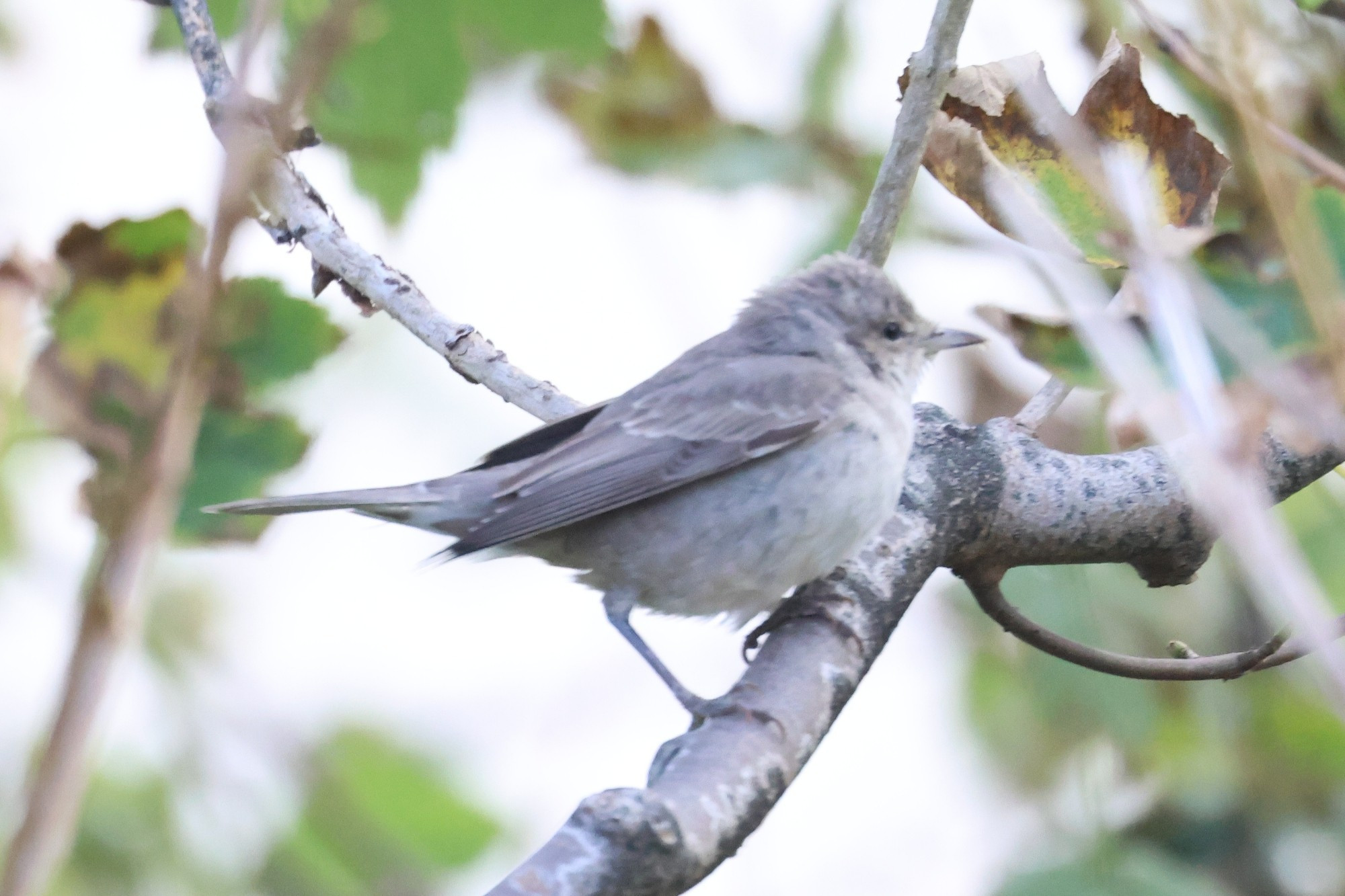 Barred Warbler