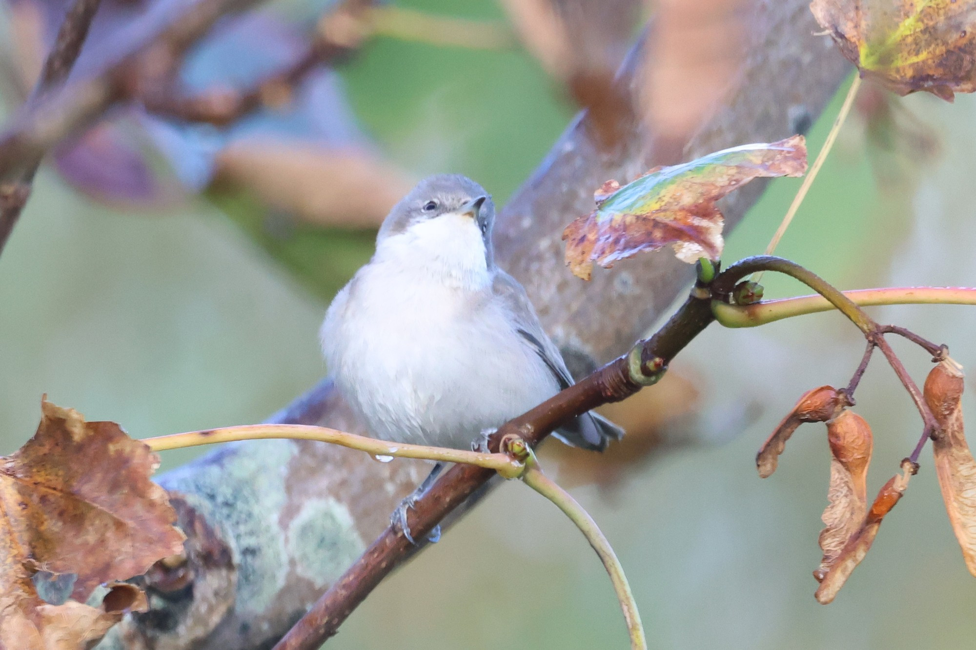 'Siberian' Lesser Whitethroat 