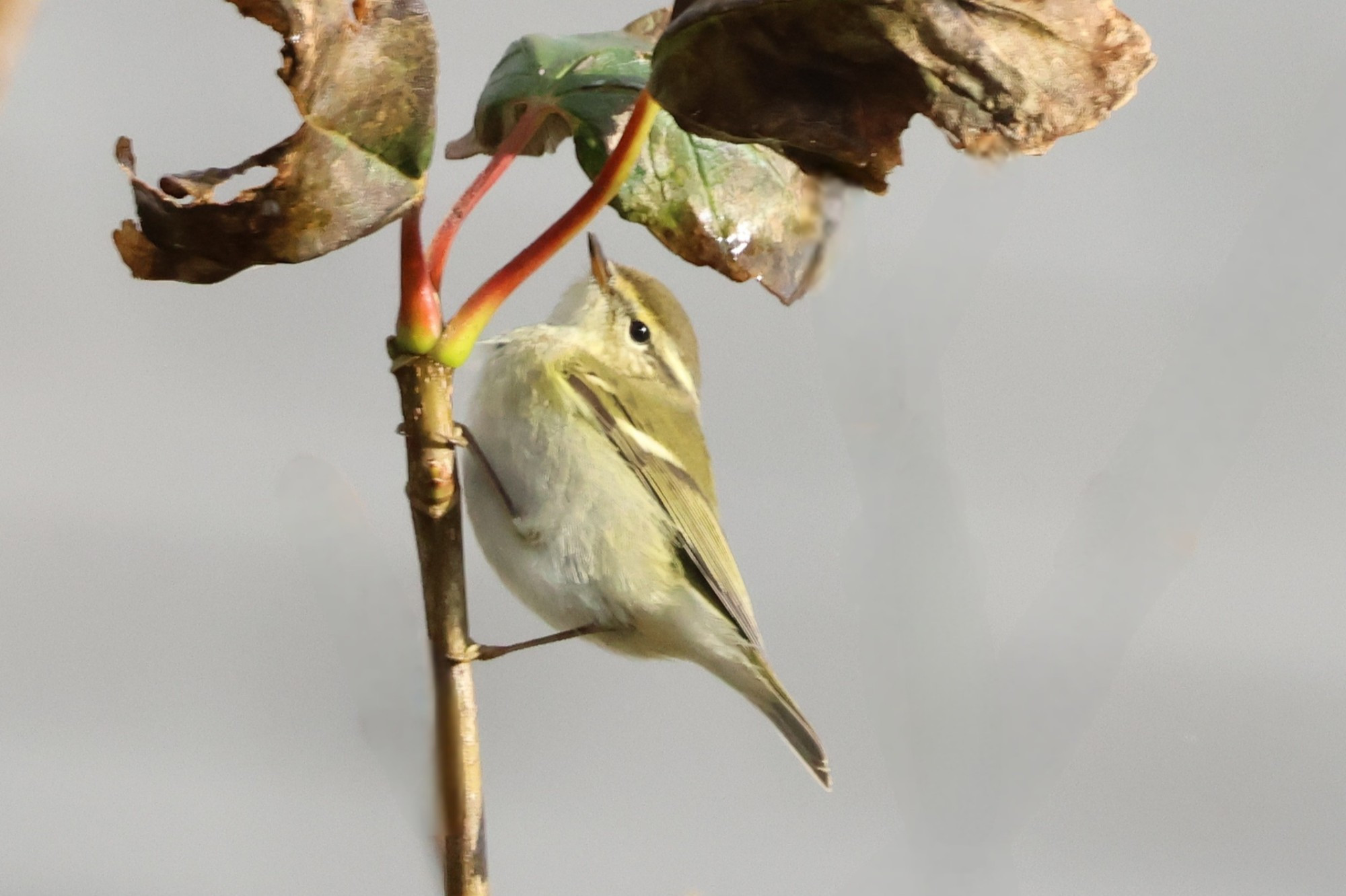 Yellow-browed Warbler 