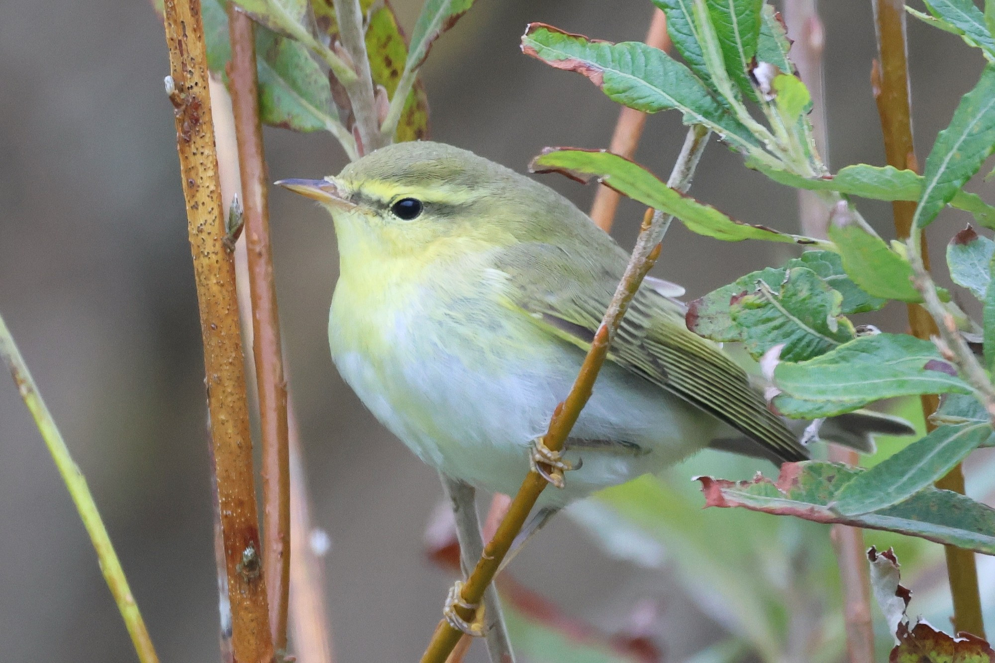 Wood Warbler