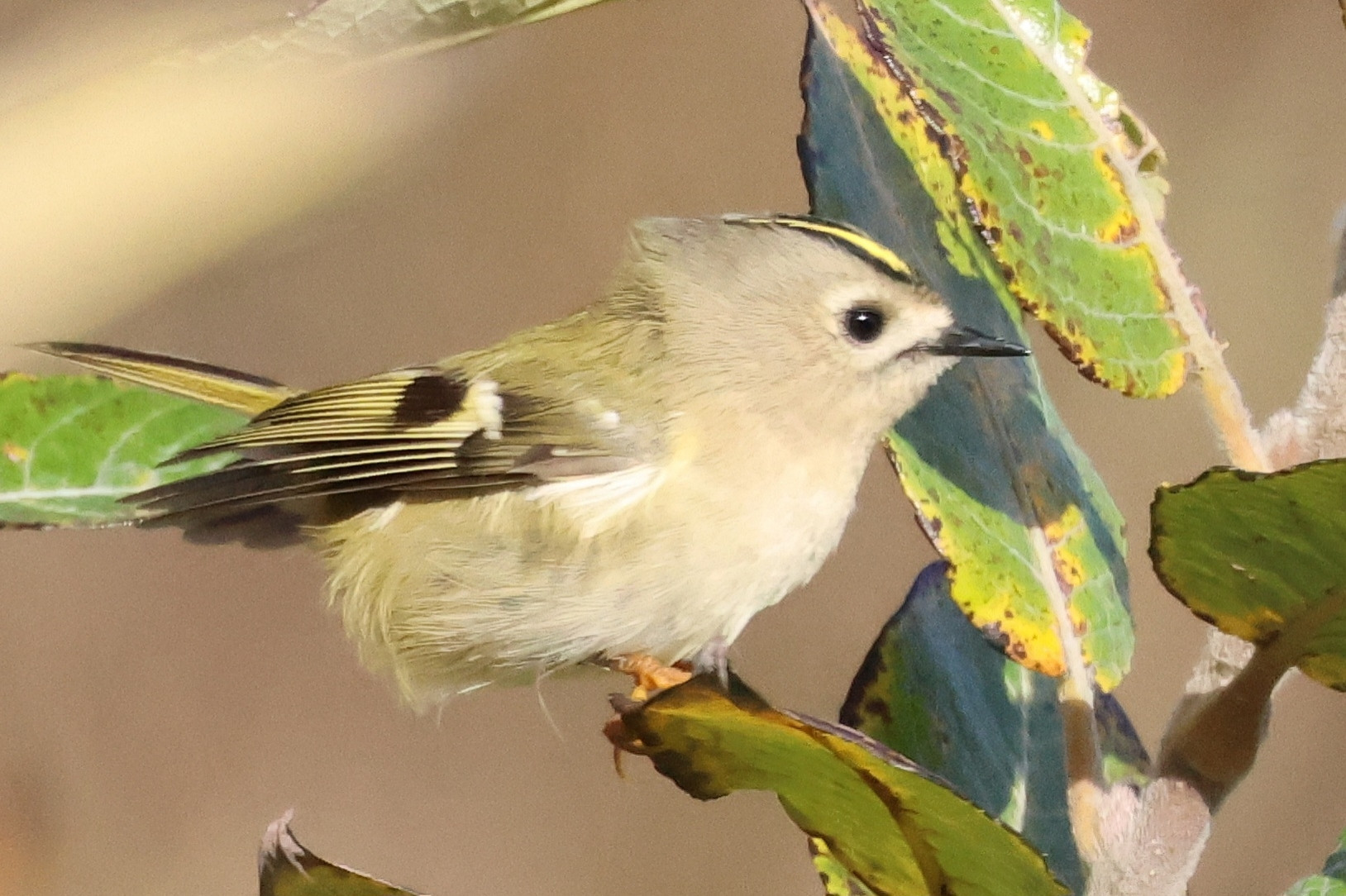 Goldcrest