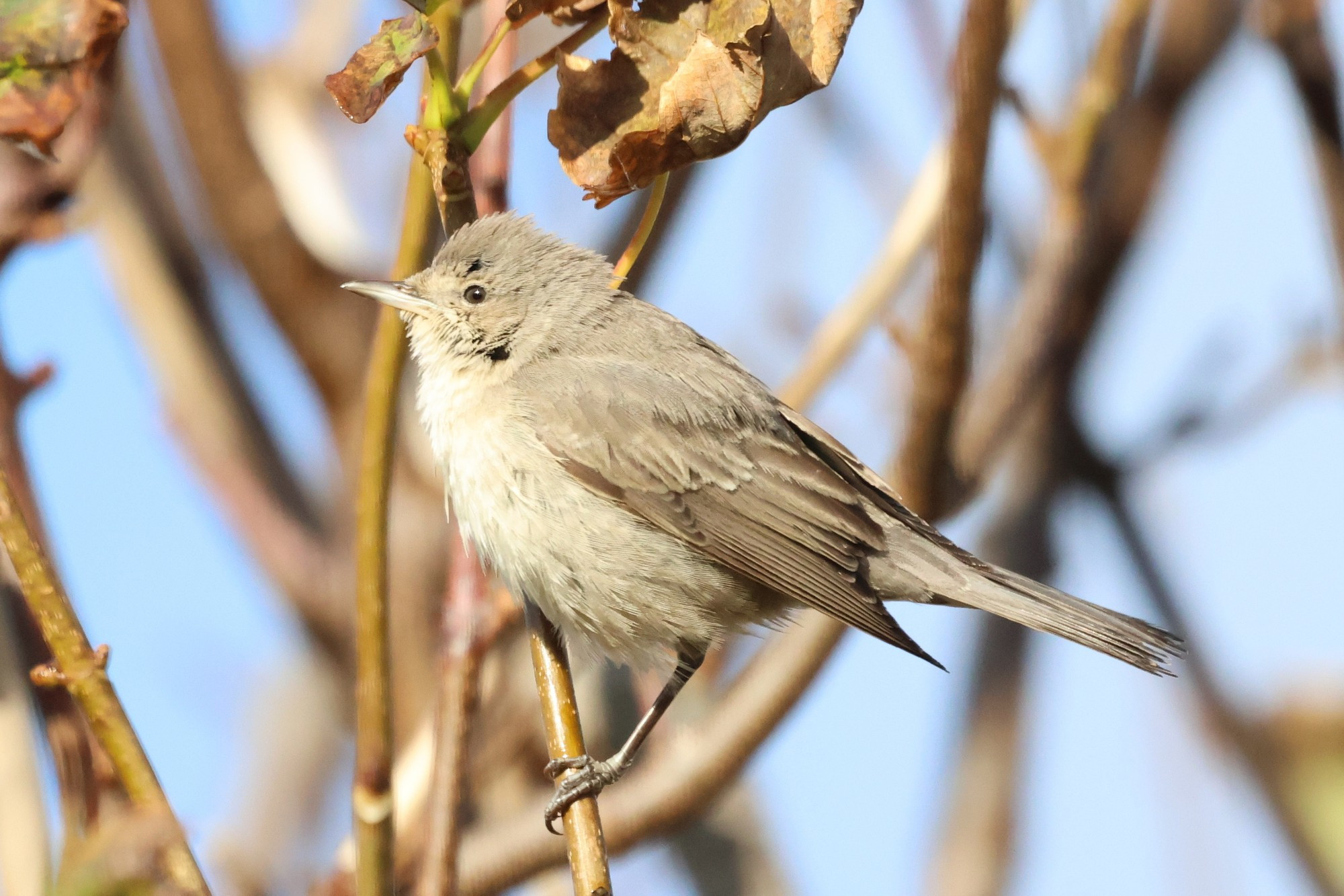 Barred Warbler 