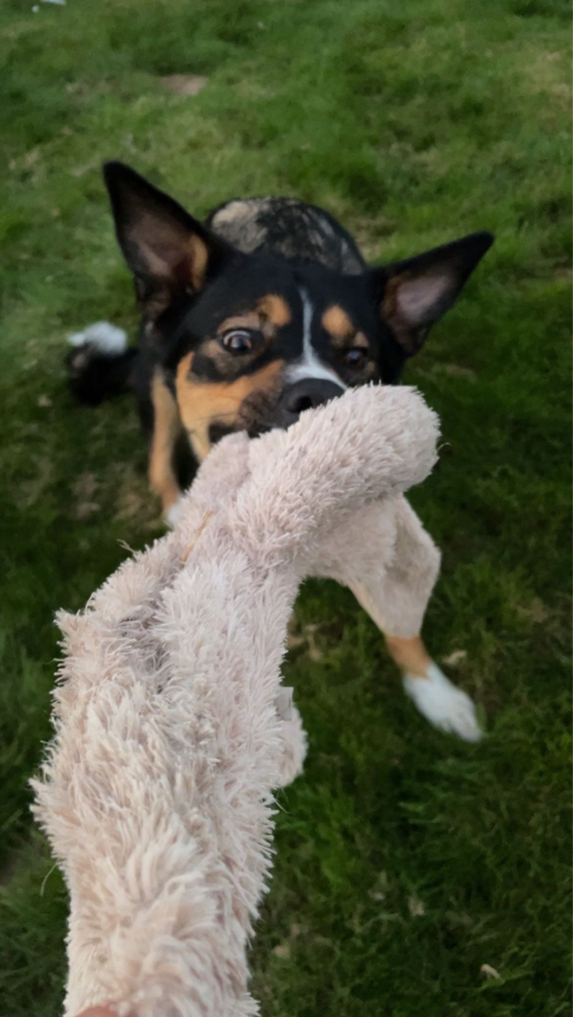 Bunter Hund, der Versucht, Frauchen das Spielzeug zu klauen