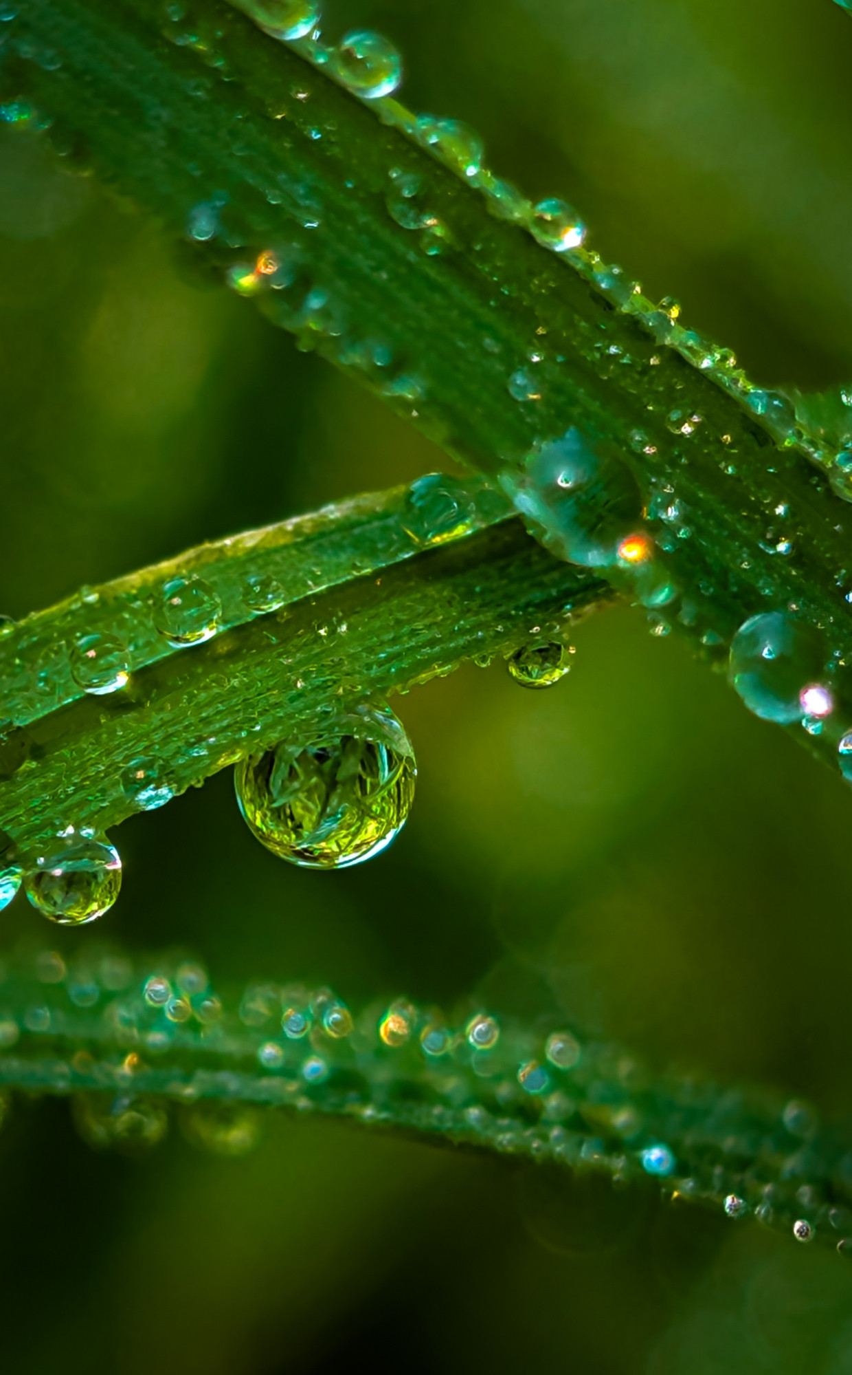Three blades of grass with water droplets suspended on it, reflecting and refracting what's behind it