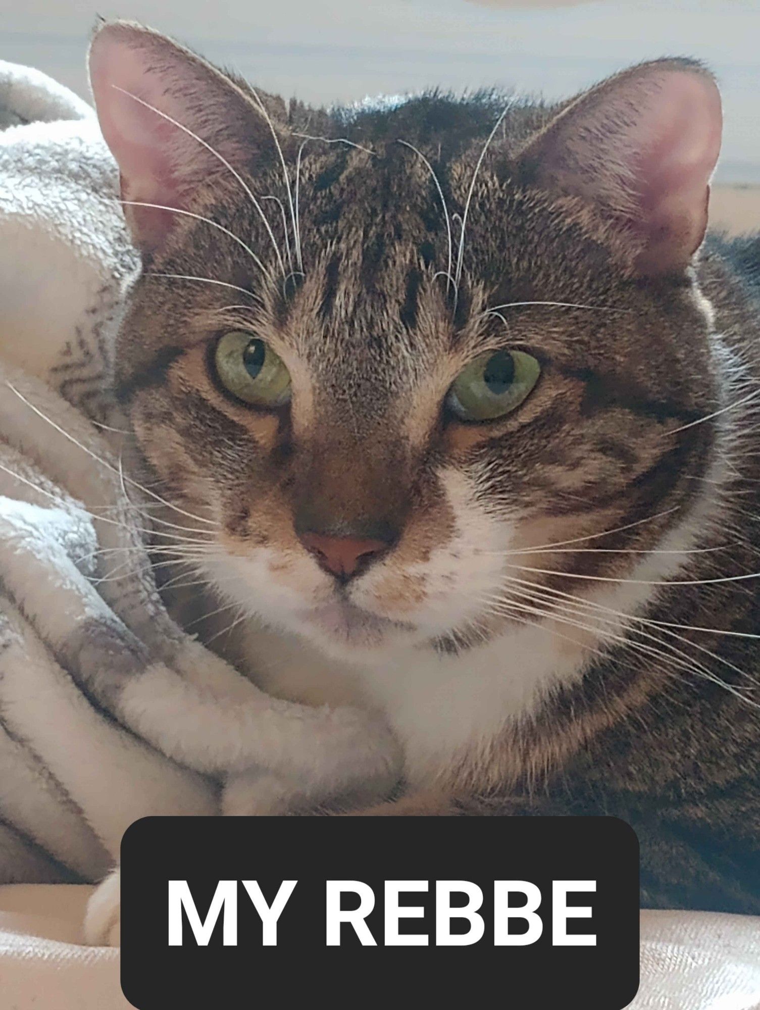 My tabby cat Dijon looking towards the camera with a caption under his photo that says "My Rebbe"