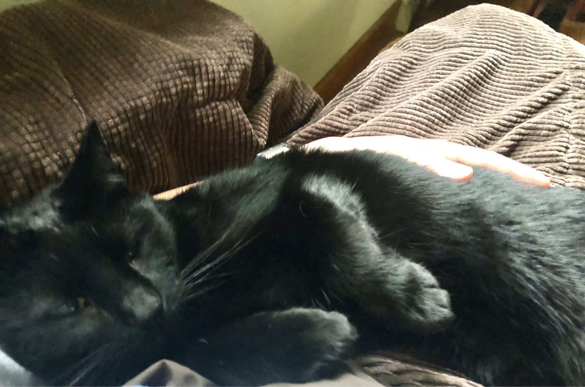 Nolche, a perfect black cat with his paws held up, sitting on a brown blanket in a humans lap.