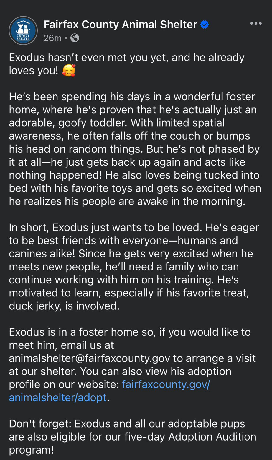 Exodus hasn’t even met you yet, and he already loves you! 🥰

He’s been spending his days in a wonderful foster home, where he's proven that he's actually just an adorable, goofy toddler. With limited spatial awareness, he often falls off the couch or bumps his head on random things. But he’s not phased by it at all—he just gets back up again and acts like nothing happened! He also loves being tucked into bed with his favorite toys and gets so excited when he realizes his people are awake in the morning.

In short, Exodus just wants to be loved. He's eager to be best friends with everyone—humans and canines alike! Since he gets very excited when he meets new people, he’ll need a family who can continue working with him on his training. He’s motivated to learn, especially if his favorite treat, duck jerky, is involved.

Exodus is in a foster home so, if you would like to meet him, email us at animalshelter@fairfaxcounty.gov to arrange a visit at our shelter.