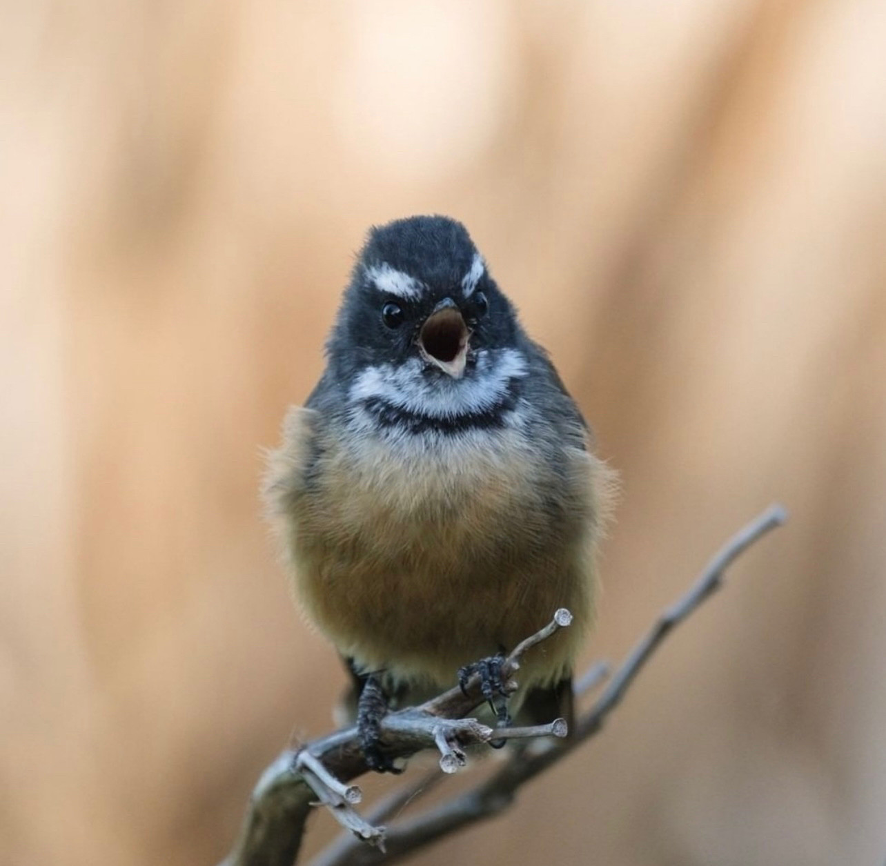 Angry looking pīwakawaka face on, on a branch, beak open as if yelling.