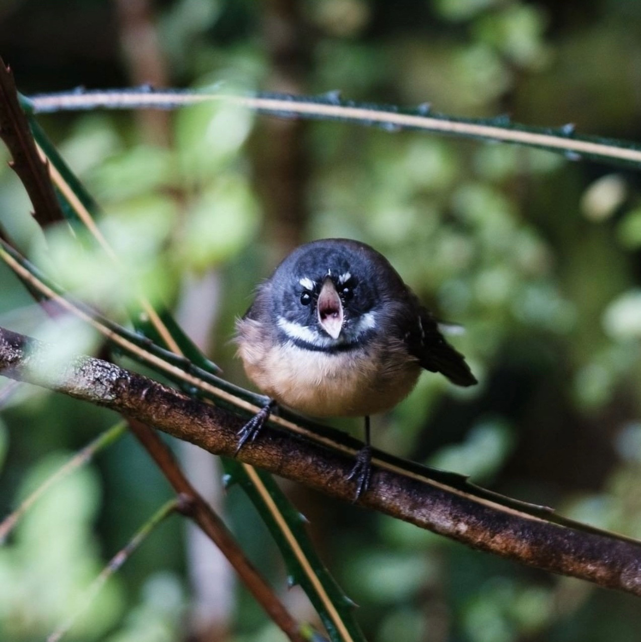 Angry looking pīwakawaka face on, on a branch, beak open as if yelling.