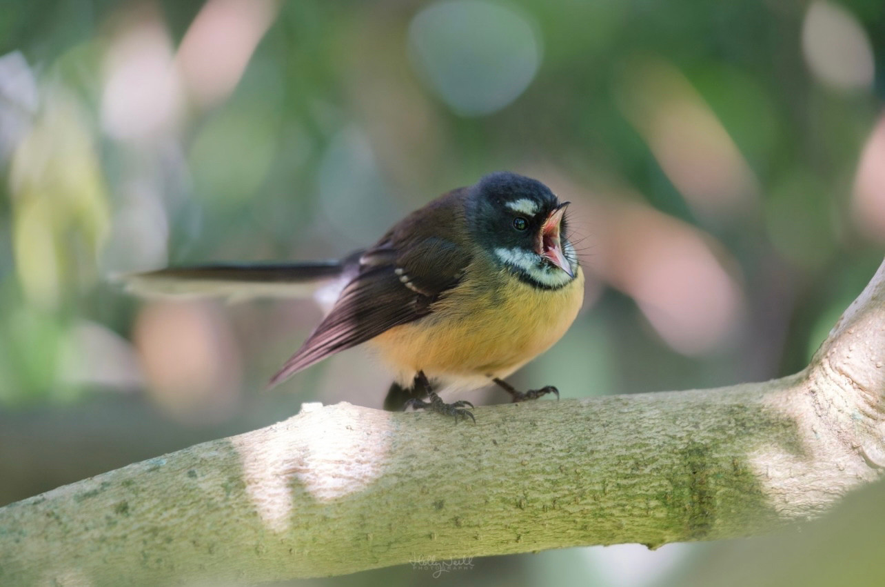 Angry looking pīwakawaka side on, on a branch, beak open as if yelling.