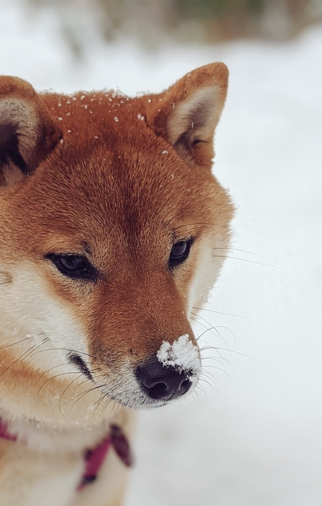 Rote Shiba Inu Dame im Close Up mit Schnee auf ihrer super süßen Nase.