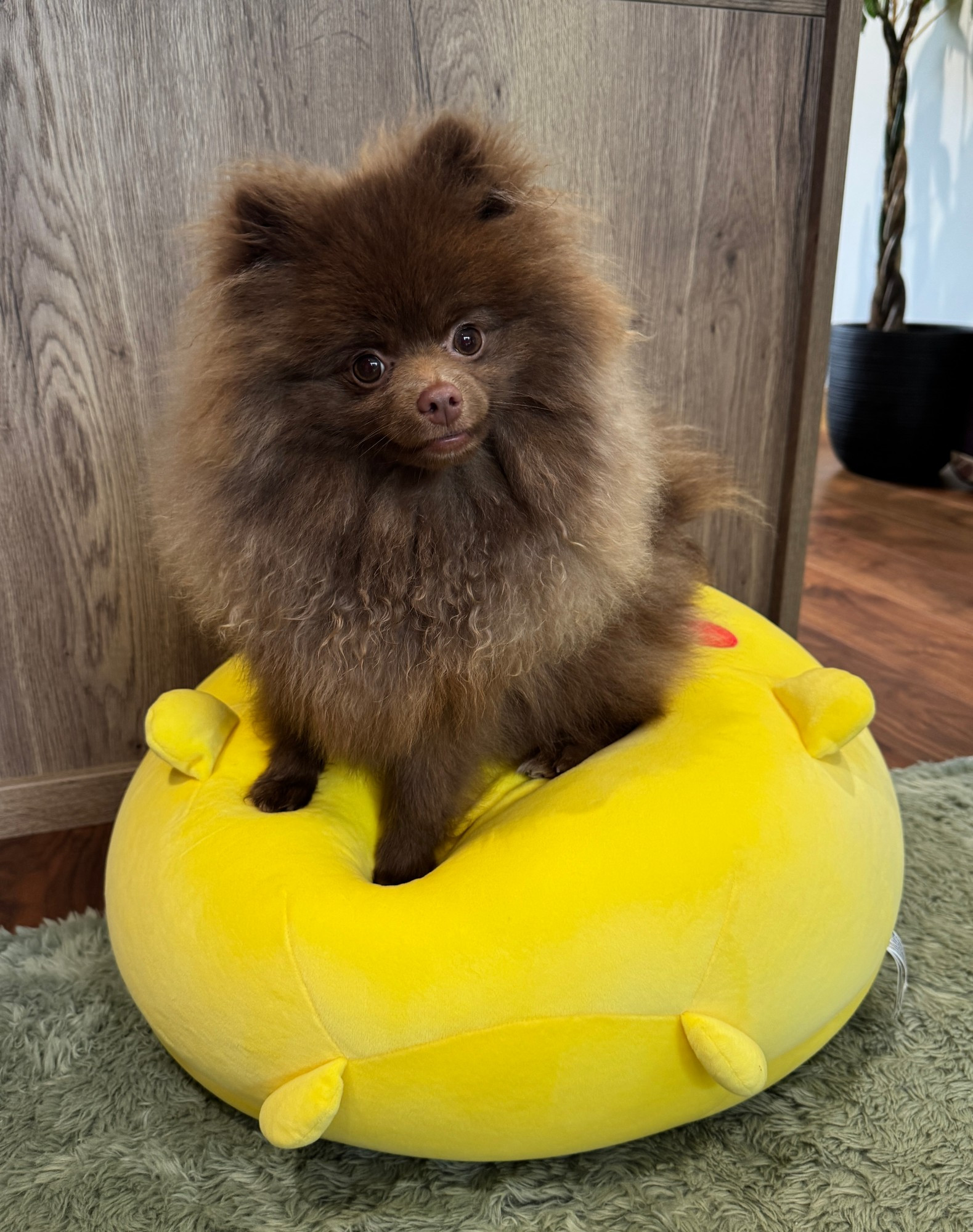 a brown pomeranian dog sitting on a giant squished pikachu