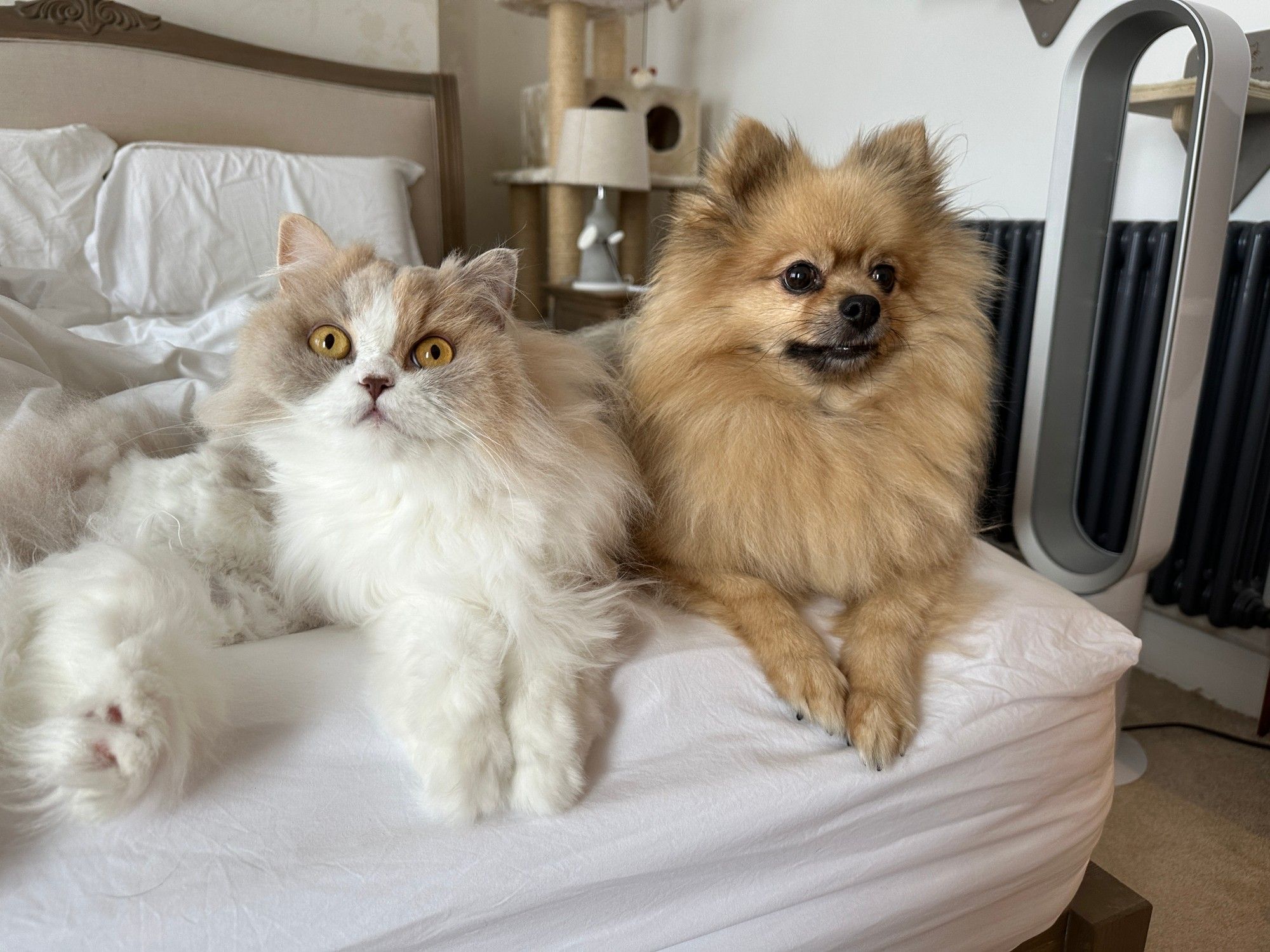 a fluffy cat and a pomeranian dog sit next to each other