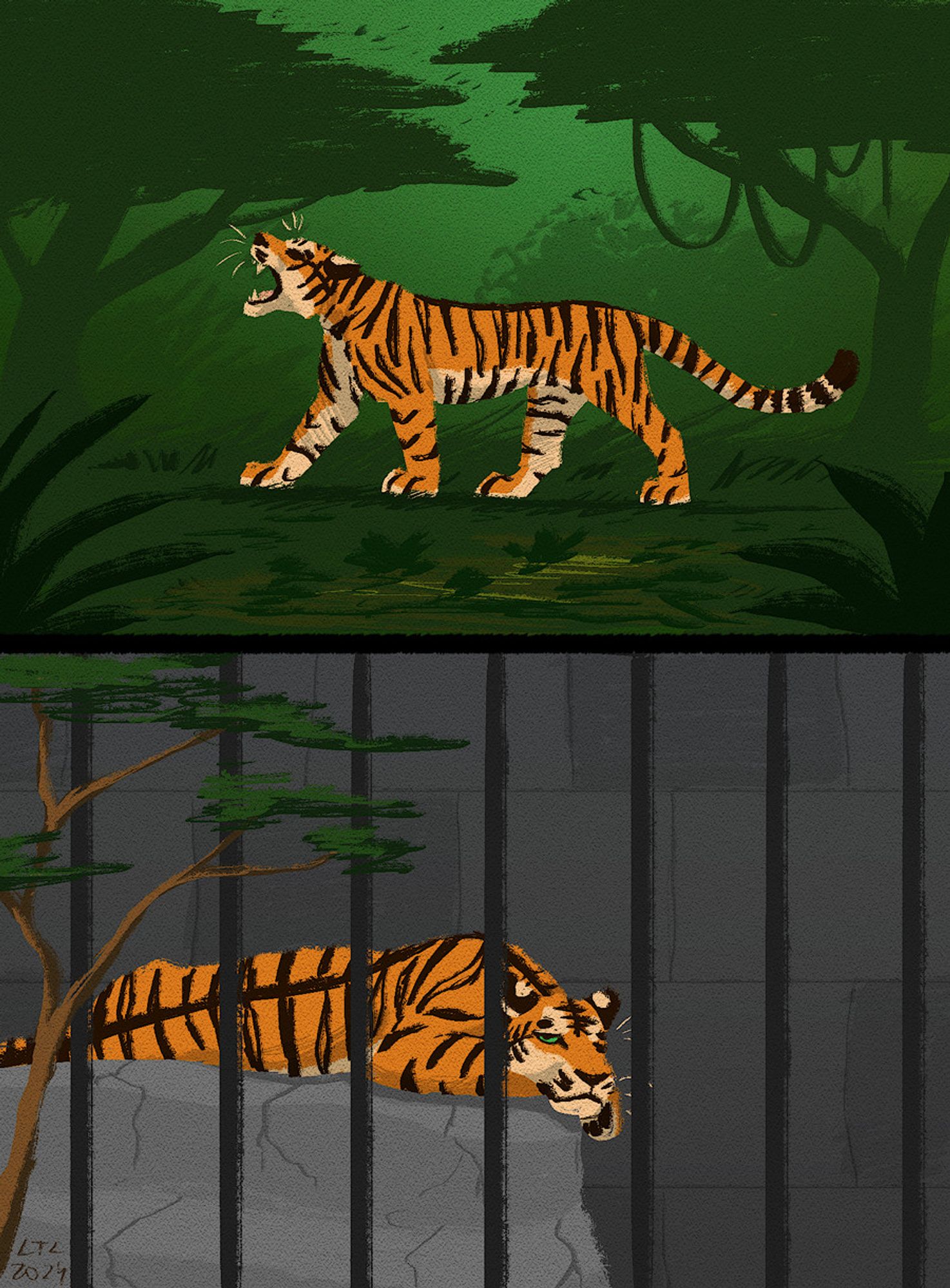 Two digital, stylized drawings of a tiger. The upper one is walking and roaring in a green jungle. The lower one is lying in a grey concrete cage and is looking at a small tree outside.