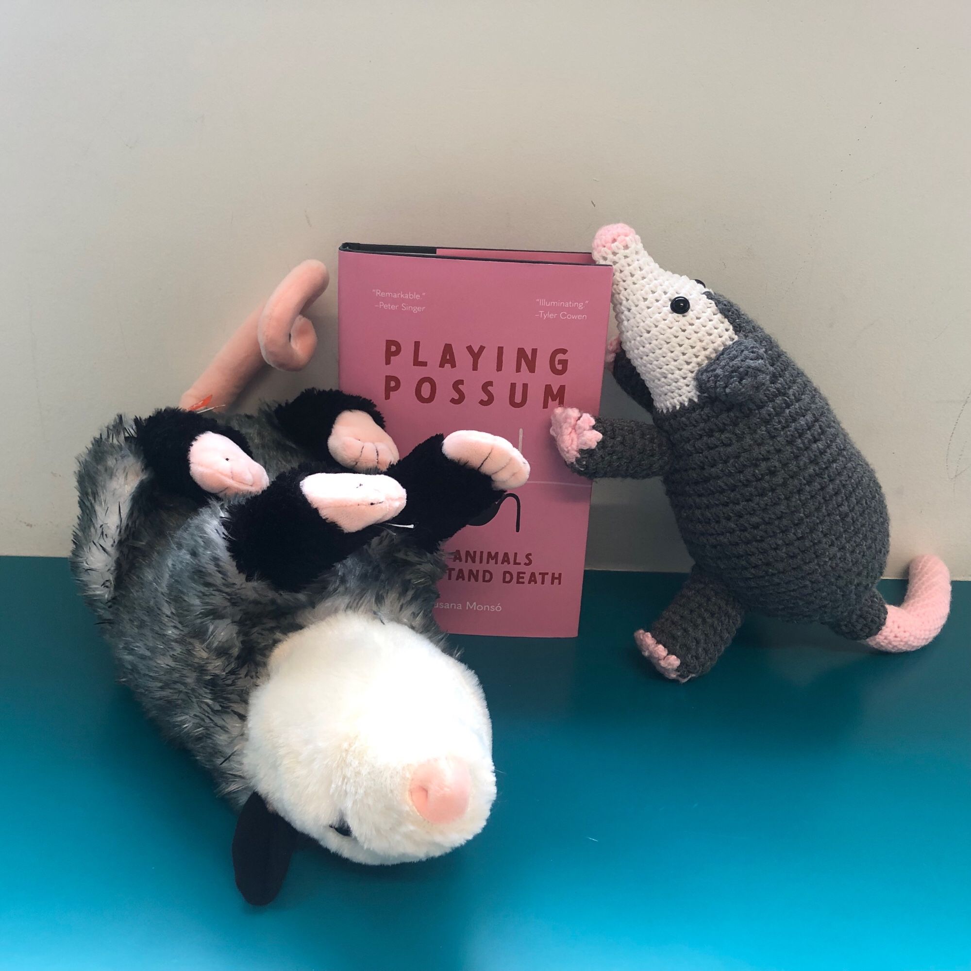 A copy of Playing Possum on a green window sill with two stuffed possums, one climbing on it and the other one playing possum.