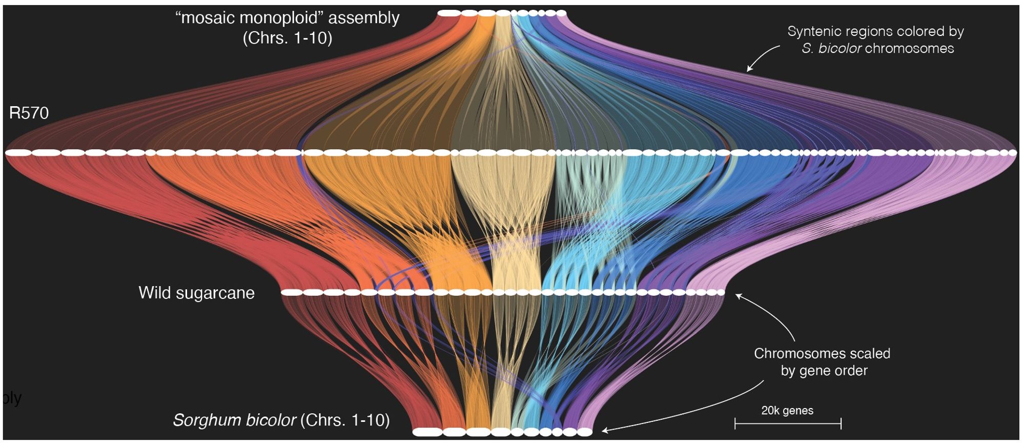 Comparative genomics plot of sugarcane