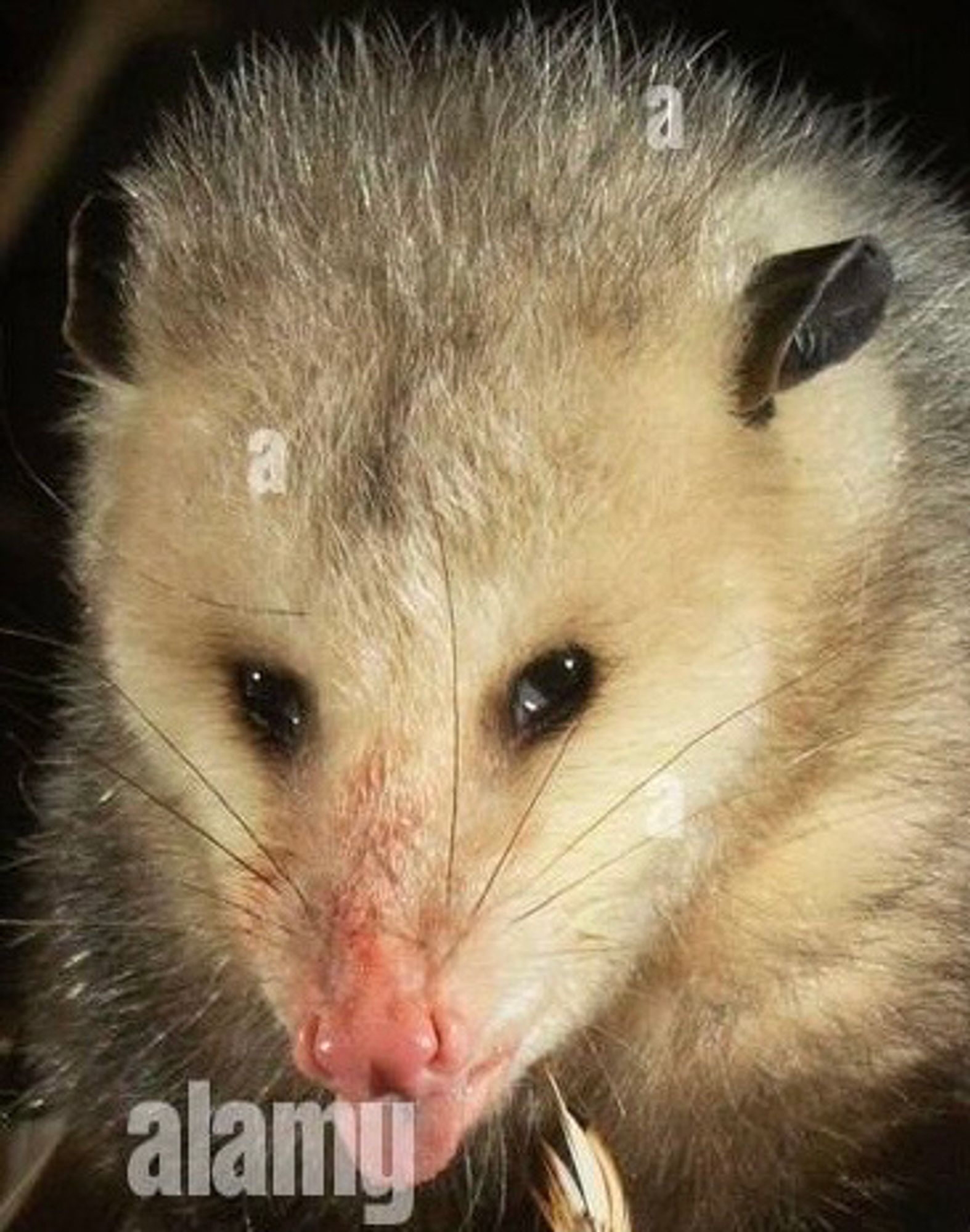 Virginia opossum with blood on their mouth and nose looking at the camera