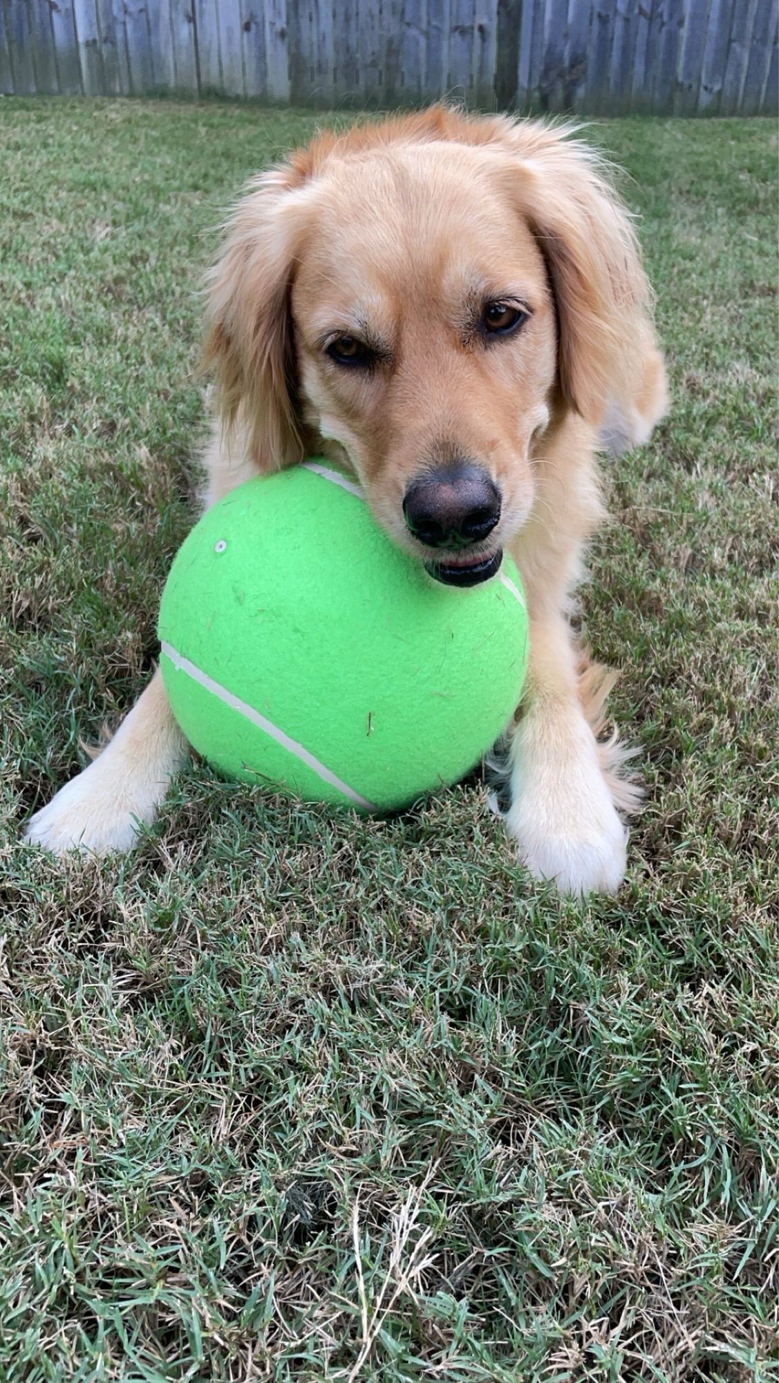 Golden retriever sitting on the grass with her new bright green extra large tennis ball. The best girl doggo is definitely hugging it and smiling