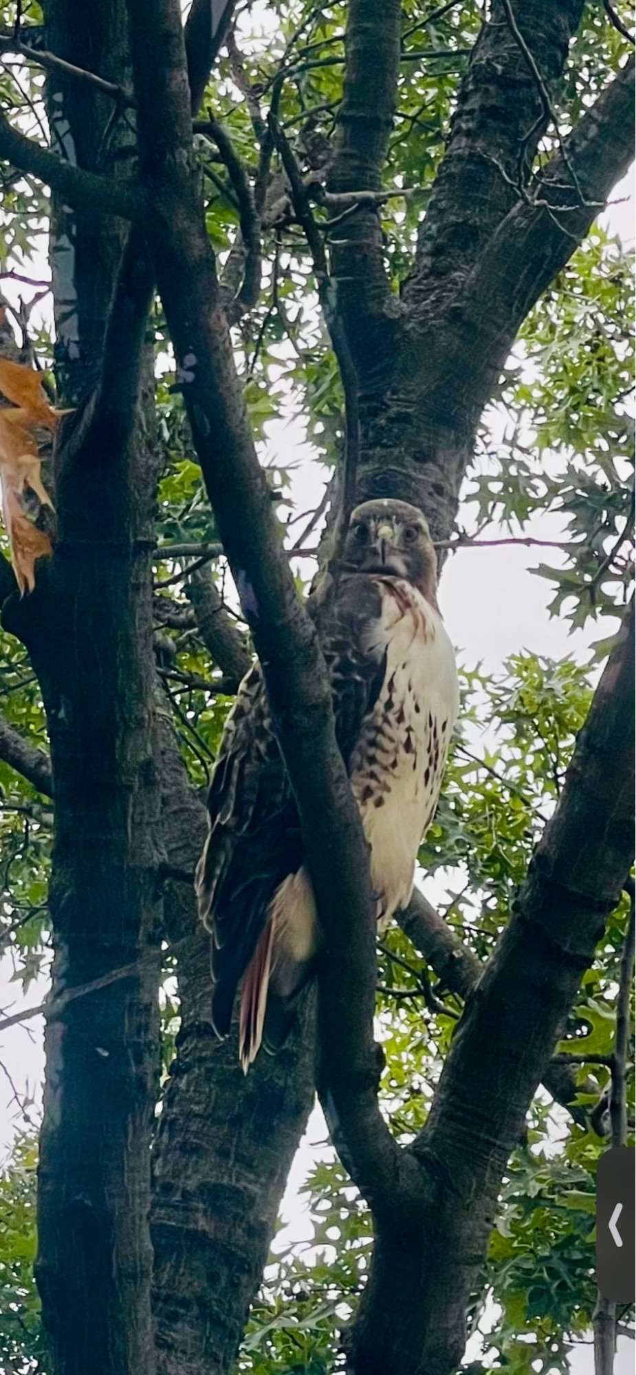 Giant (red-tailed?) hawk on a tree branch, staring at me