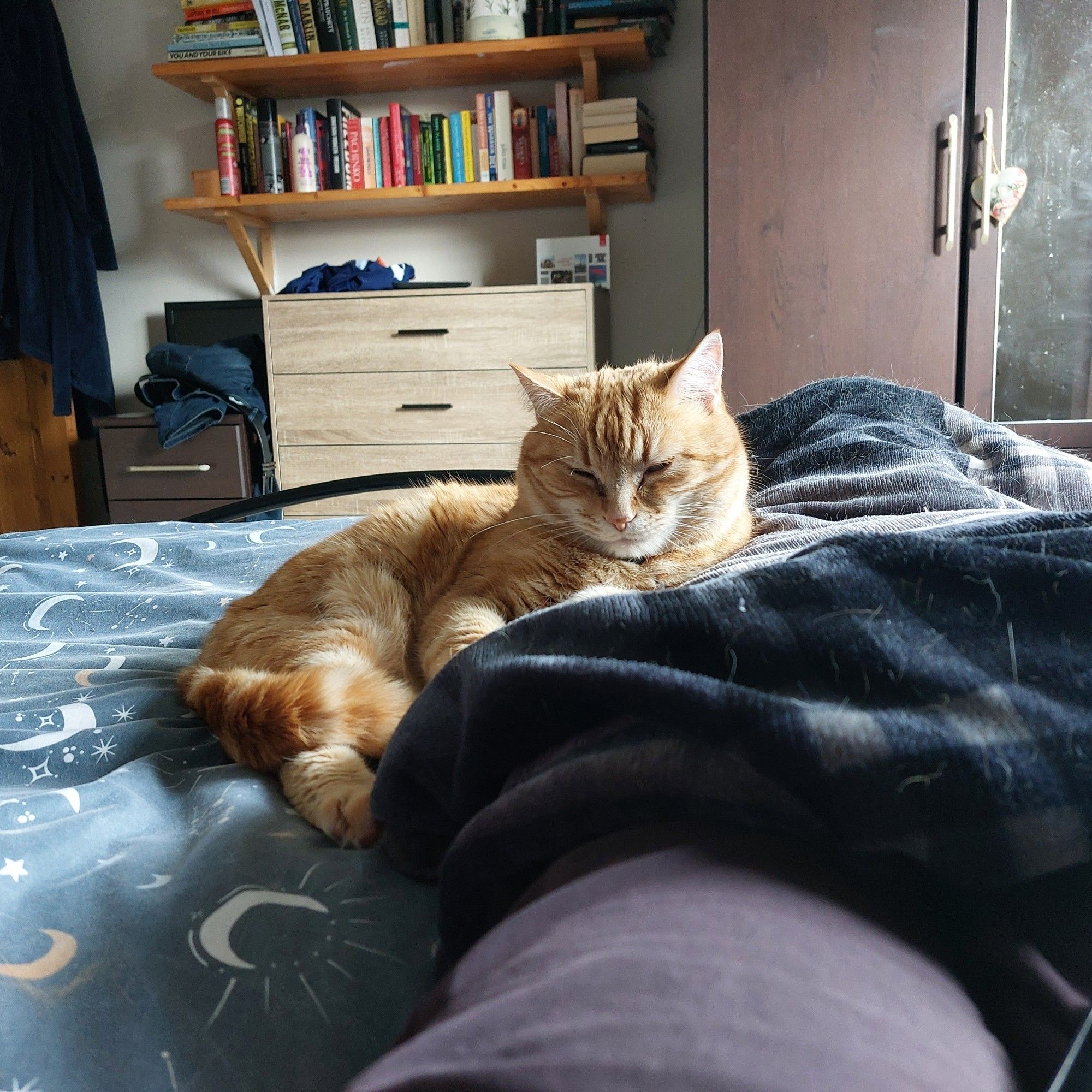 Ginger cat in bed snuggling ultimate against owner's legs