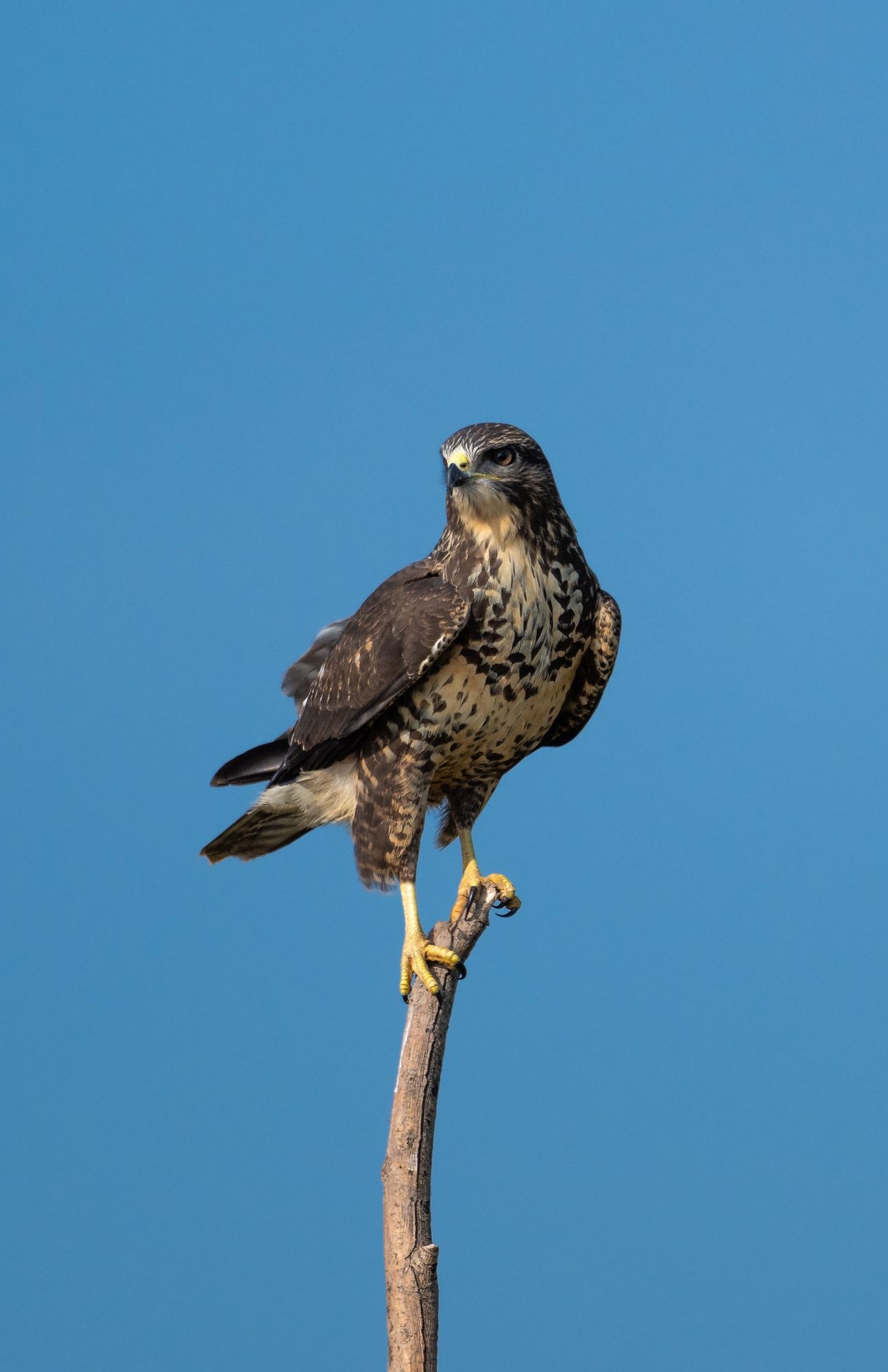 Common buzzard (buteo buteo) resting upon a perch