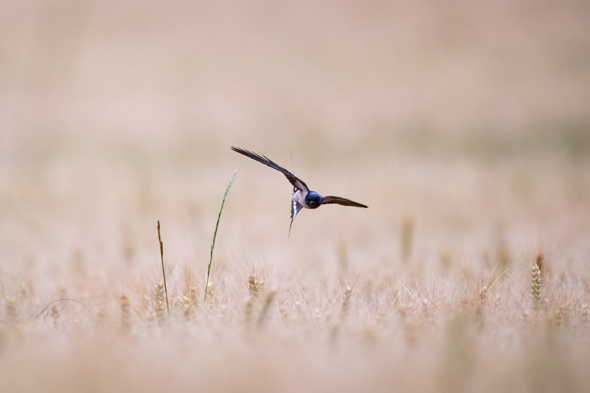 A swallow flying over a cream coloured grass field